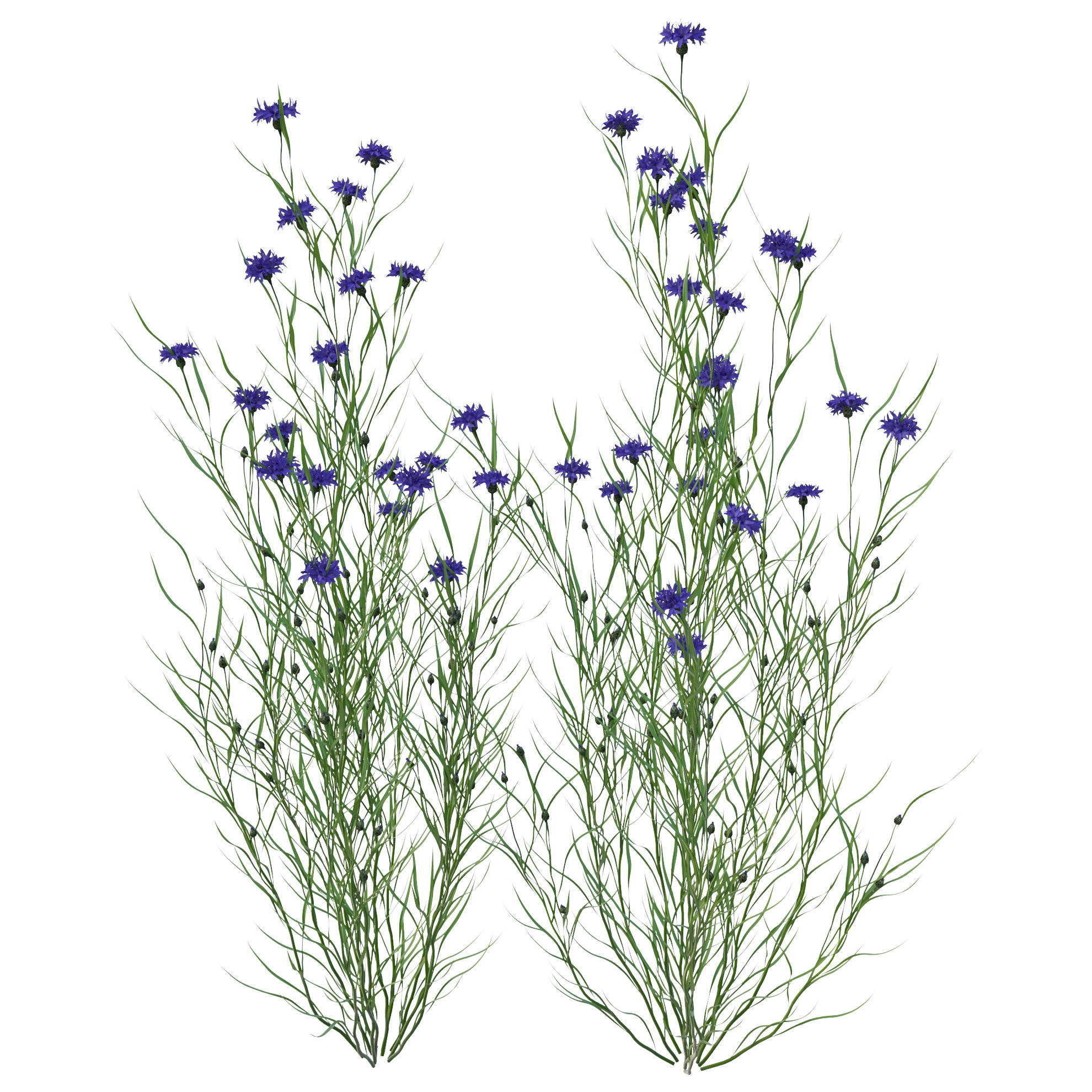 knapweed flower 3D model_4