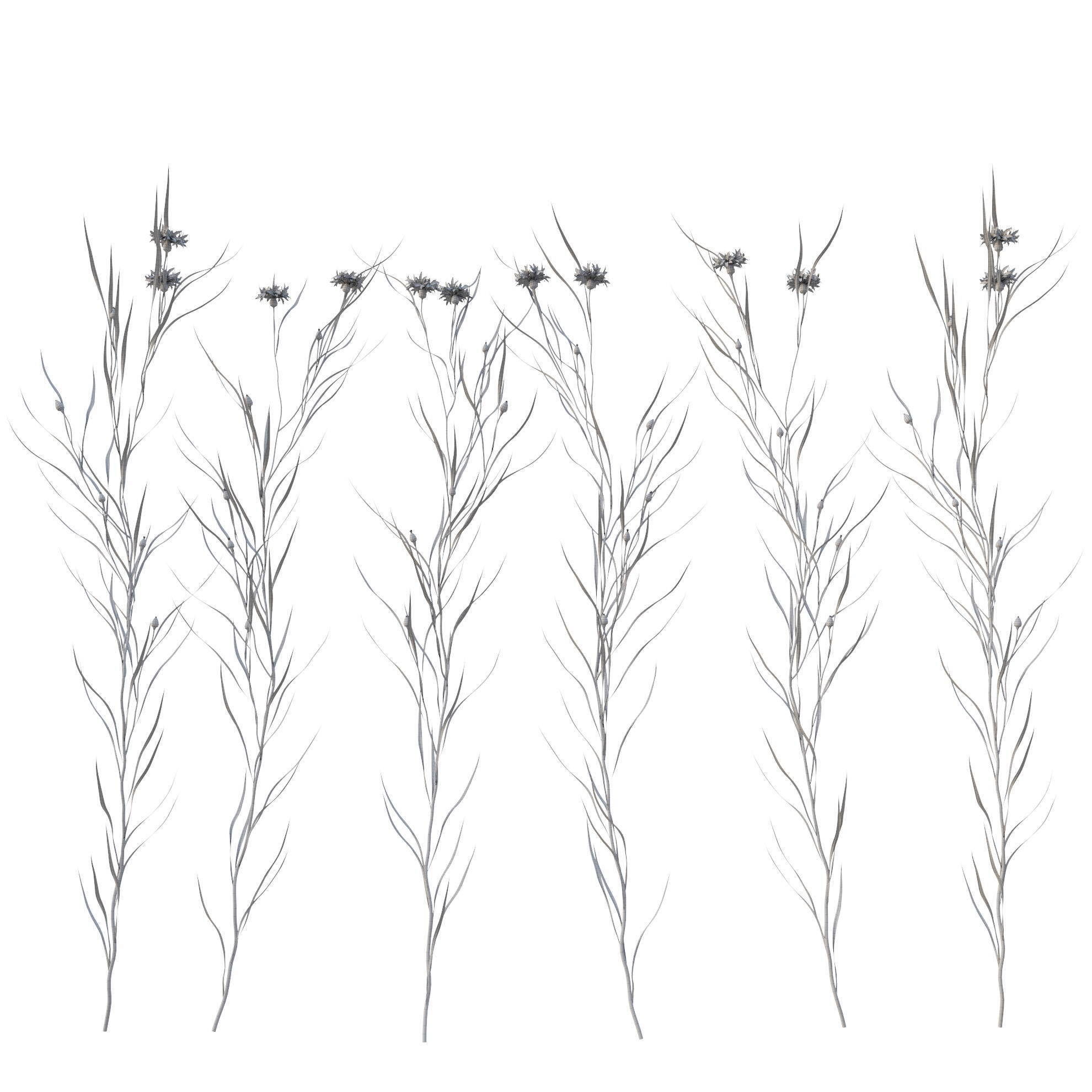 knapweed flower 3D model_13