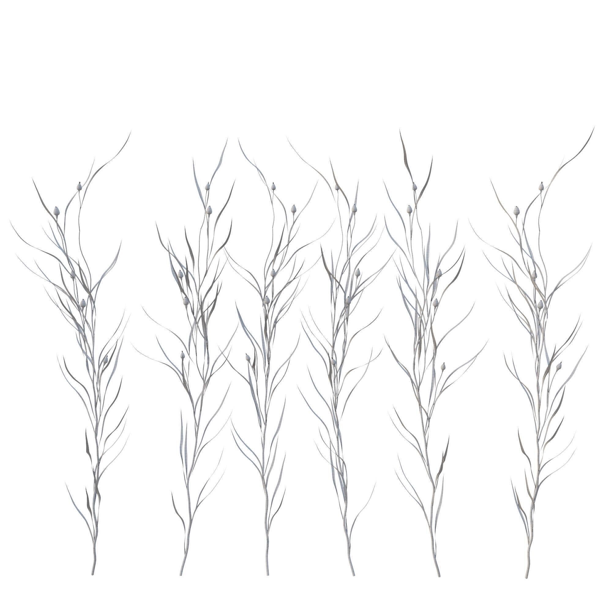 knapweed flower 3D model_14