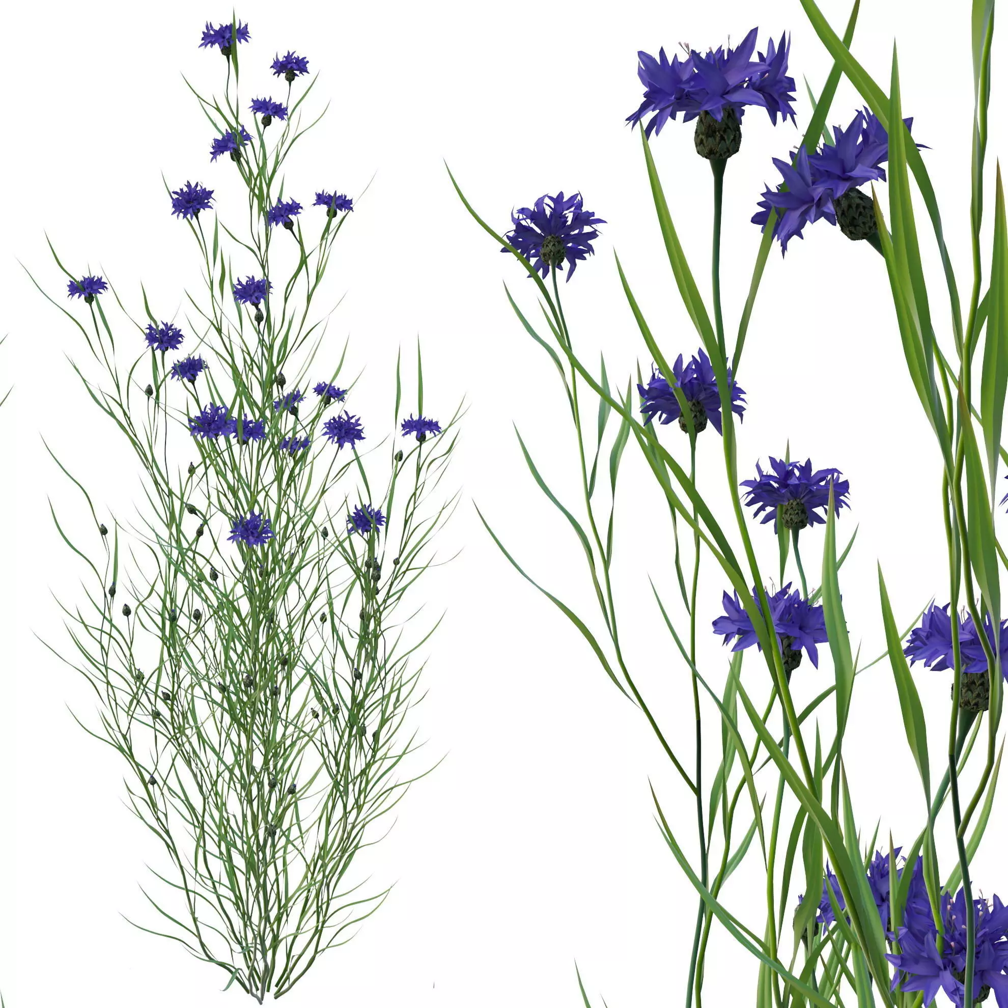 knapweed flower 3D model_0