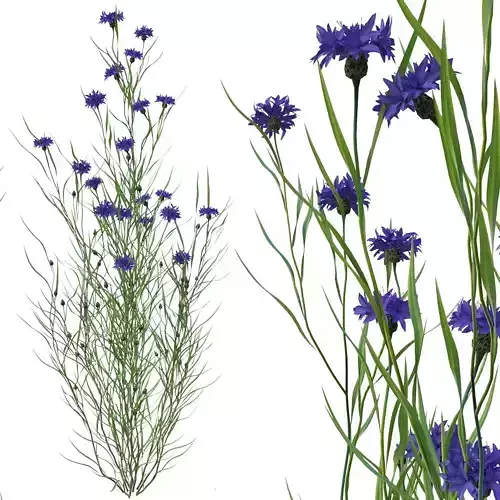 knapweed flower 3D model
