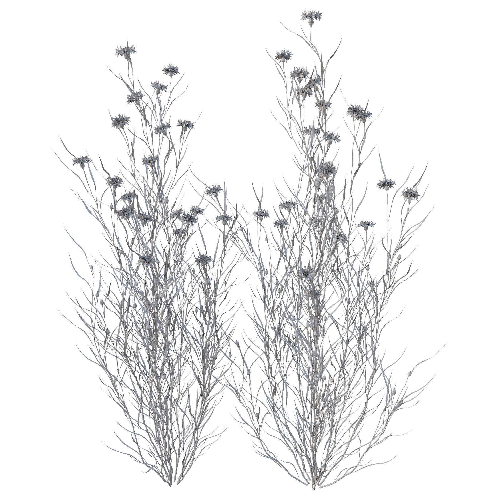 knapweed flower 3D model_16