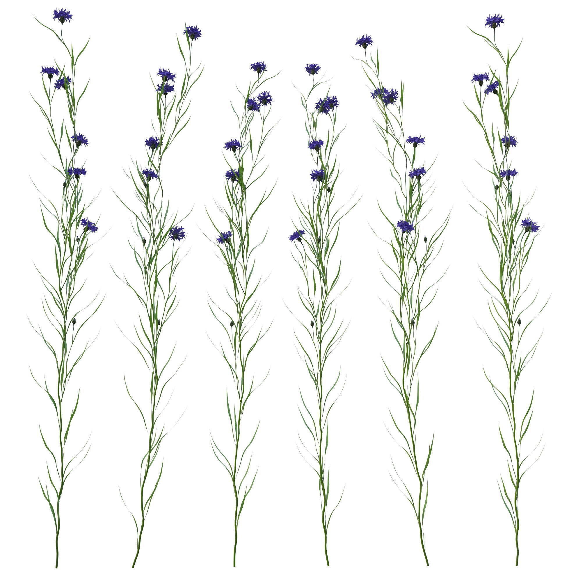 knapweed flower 3D model_11