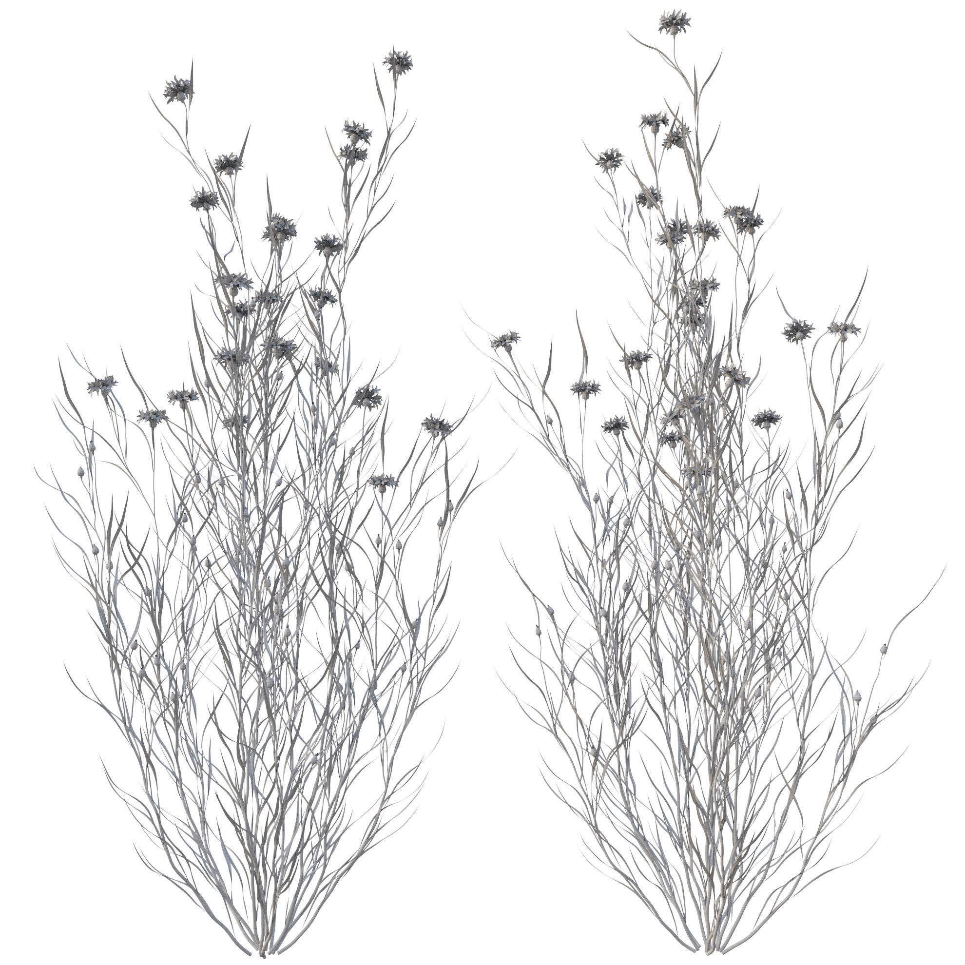 knapweed flower 3D model_19