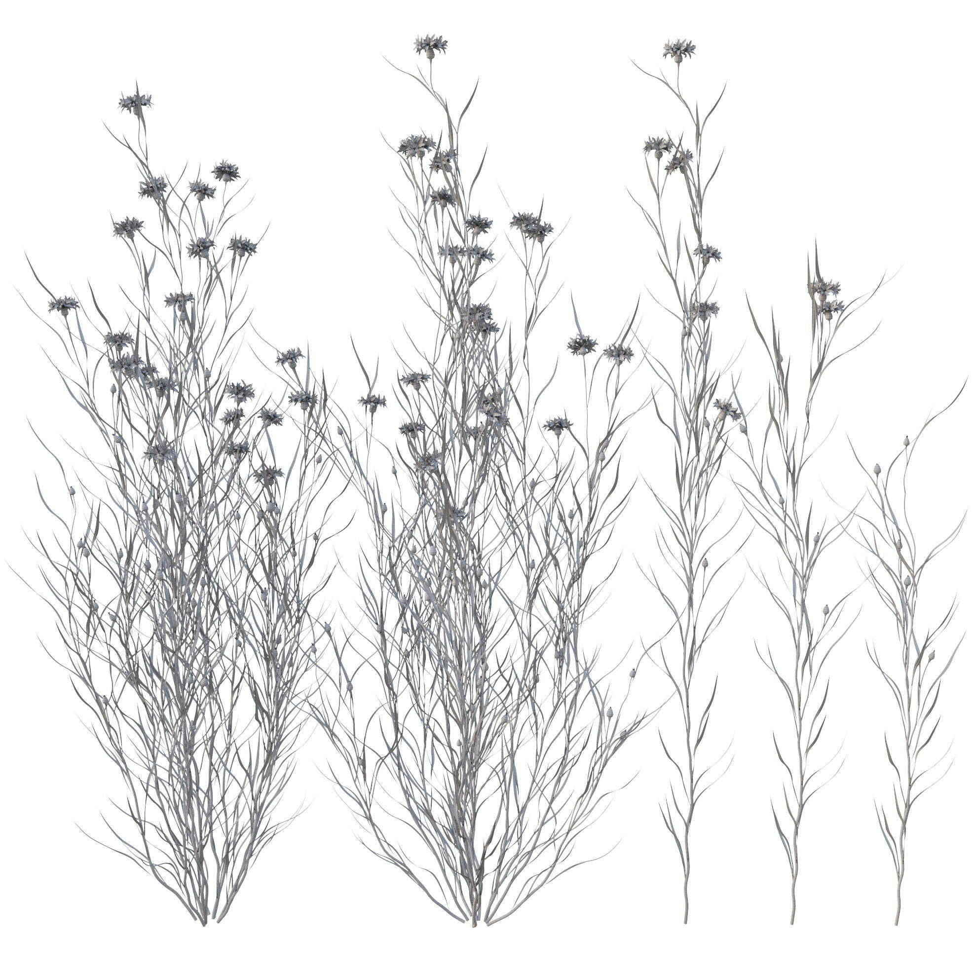 knapweed flower 3D model_15