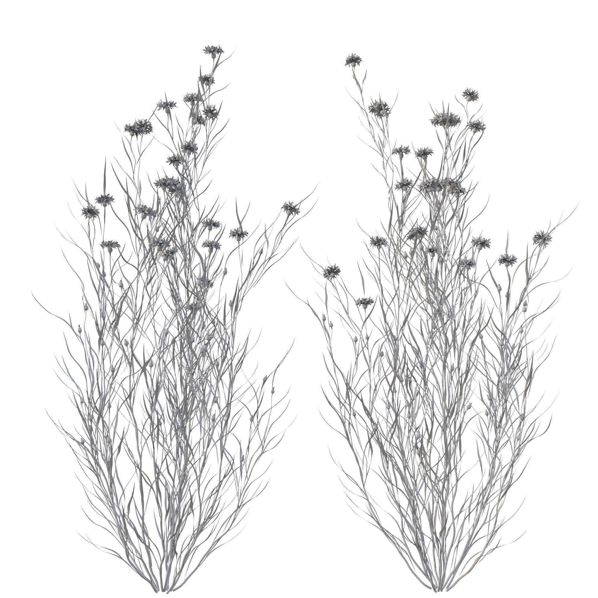 knapweed flower 3D model_20