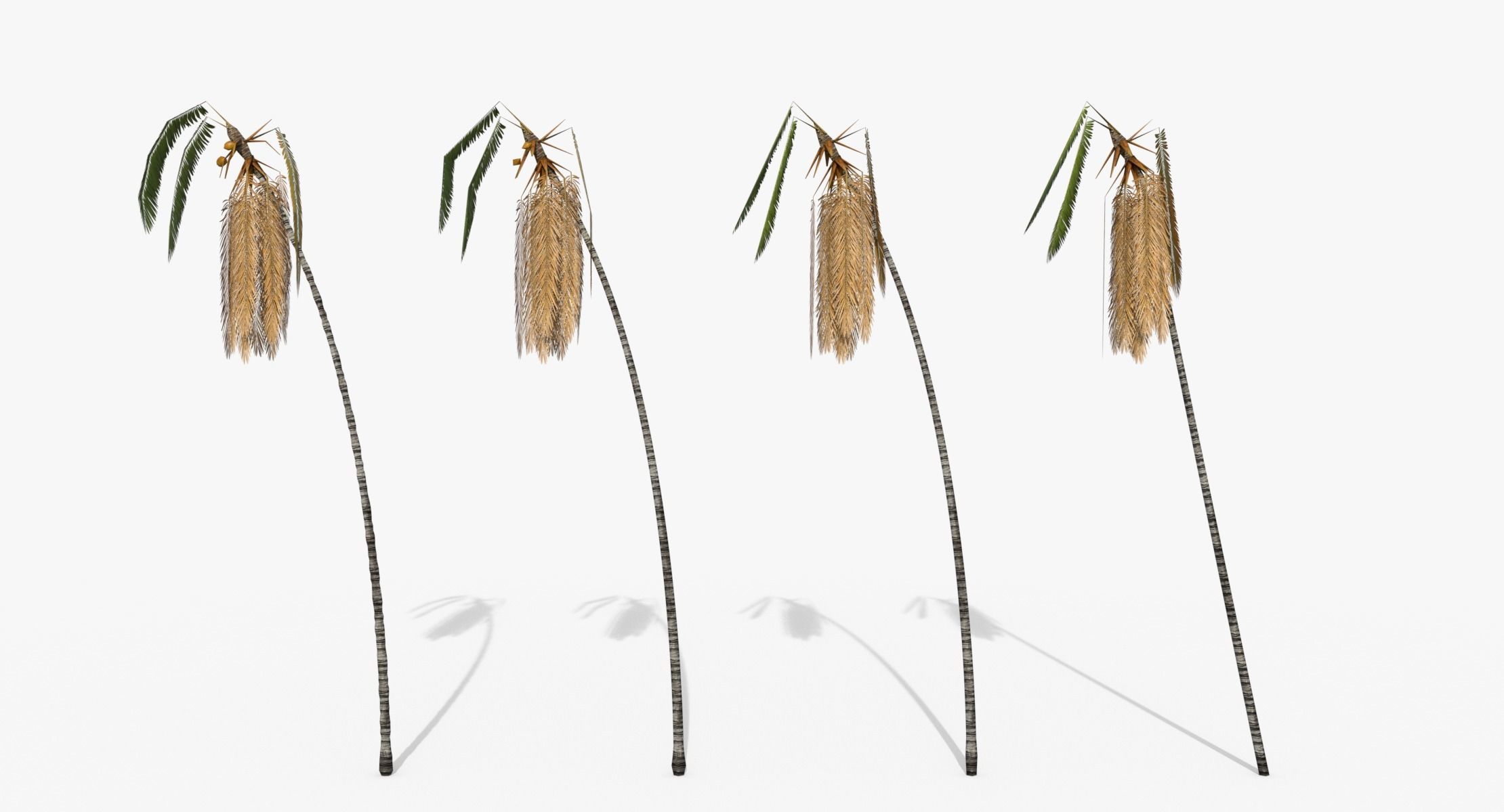 Coconut Palm Trees Asset 2 3D Model Collection_14