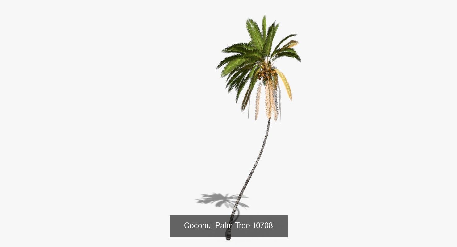 Coconut Palm Trees Asset 2 3D Model Collection_19