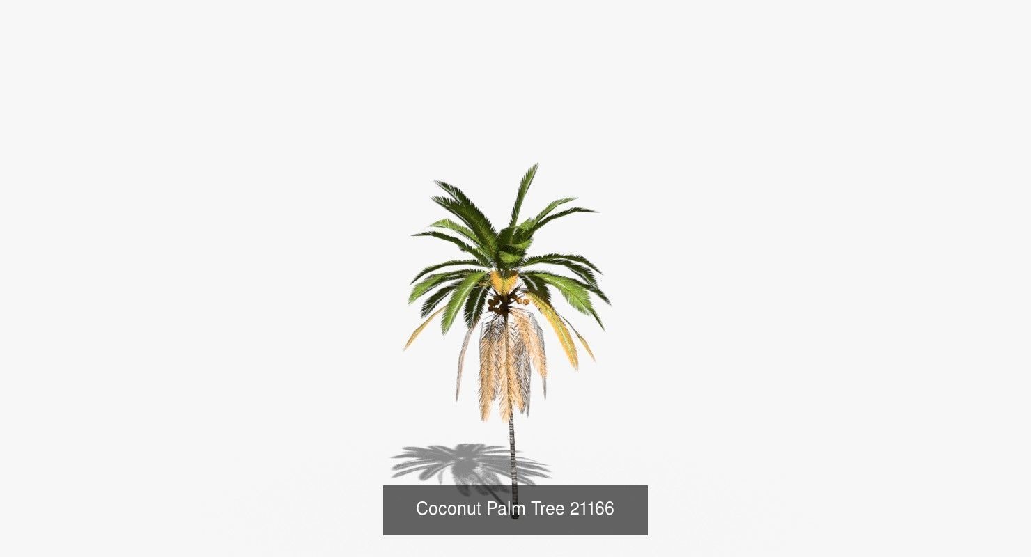 Coconut Palm Trees Asset 2 3D Model Collection_31