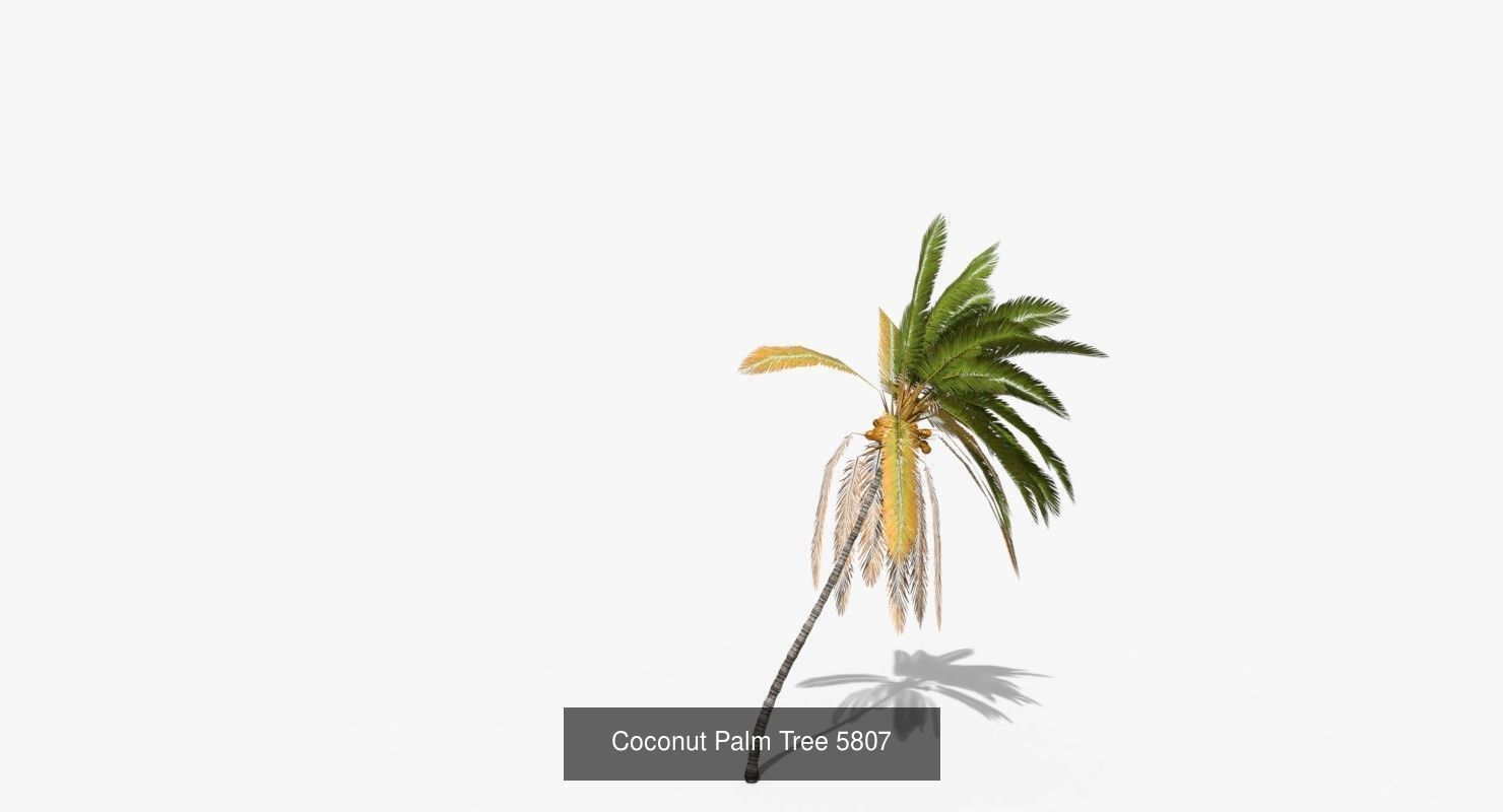 Coconut Palm Trees Asset 2 3D Model Collection_43