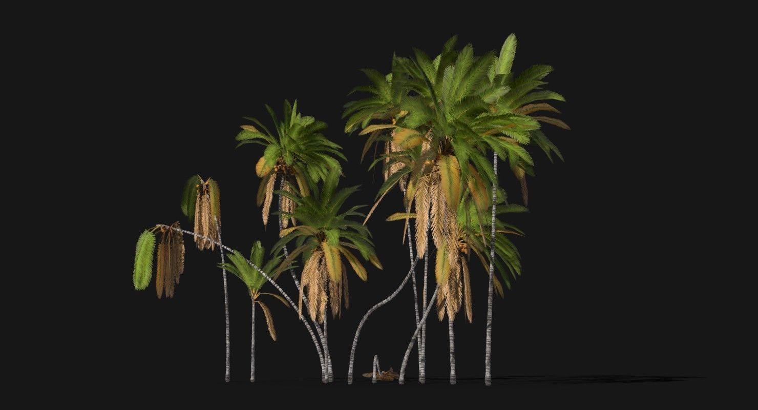 Coconut Palm Trees Asset 2 3D Model Collection_7