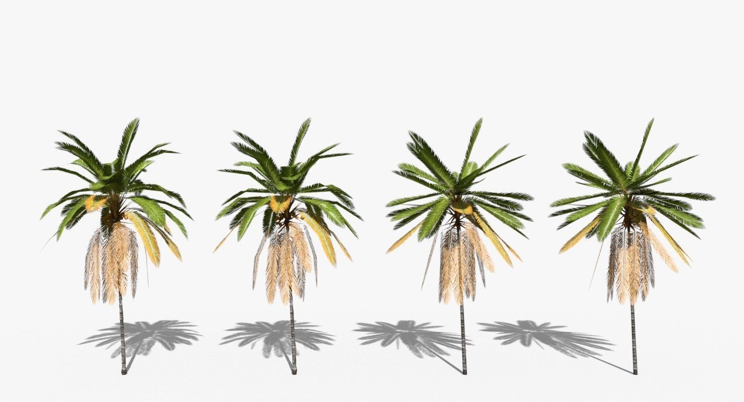 Coconut Palm Trees Asset 2 3D Model Collection_32
