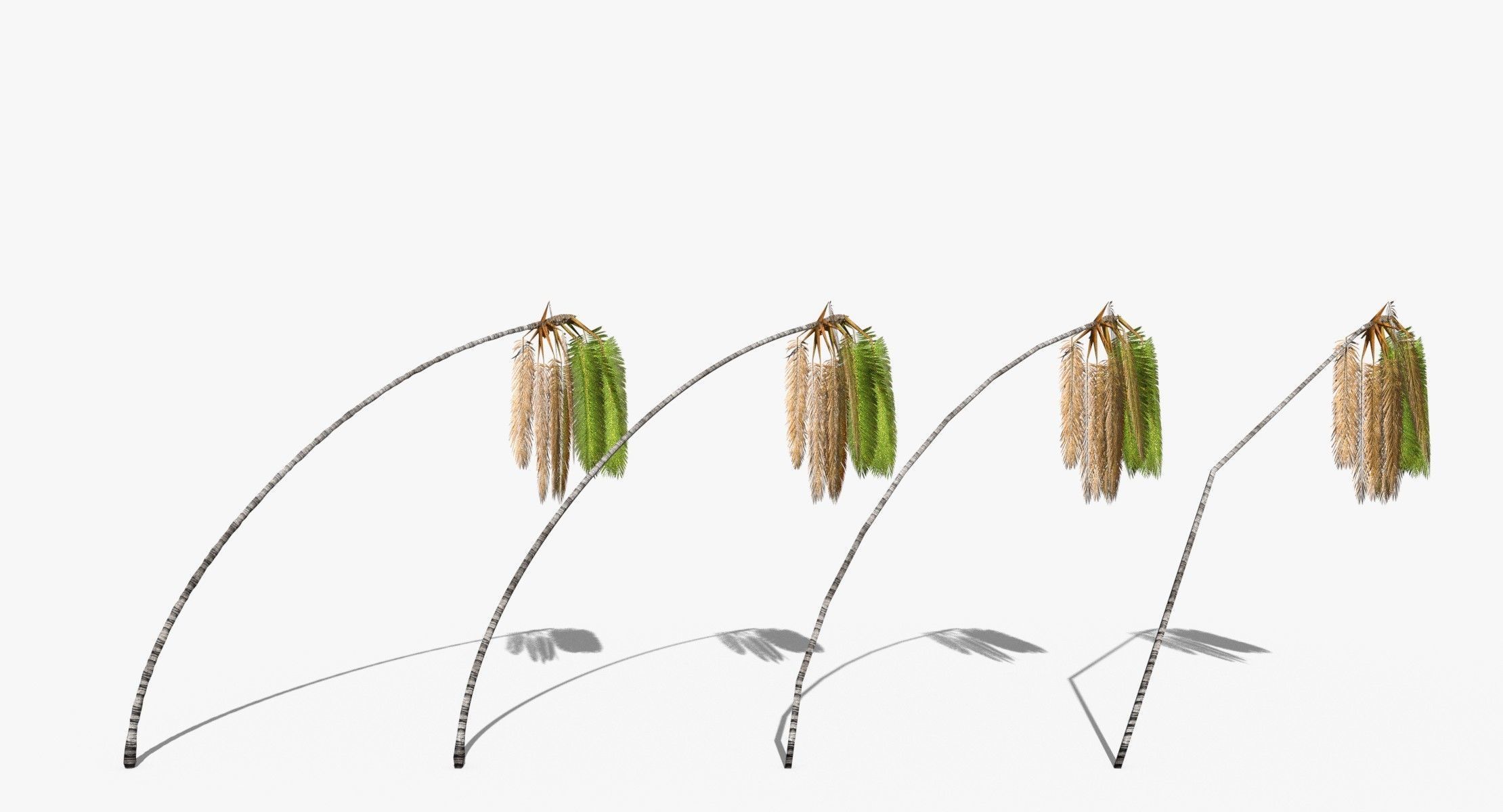 Coconut Palm Trees Asset 2 3D Model Collection_47