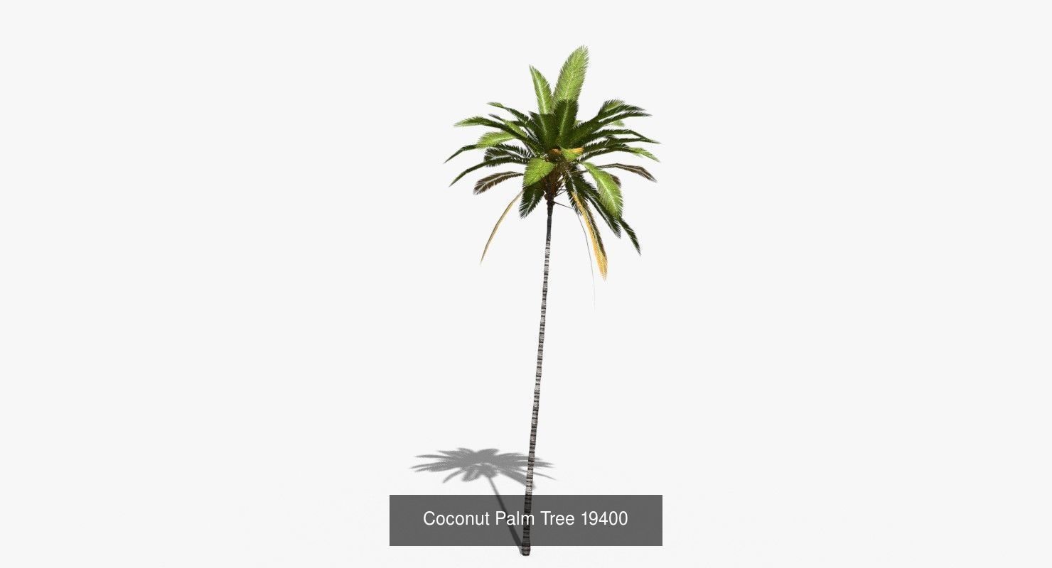Coconut Palm Trees Asset 2 3D Model Collection_28