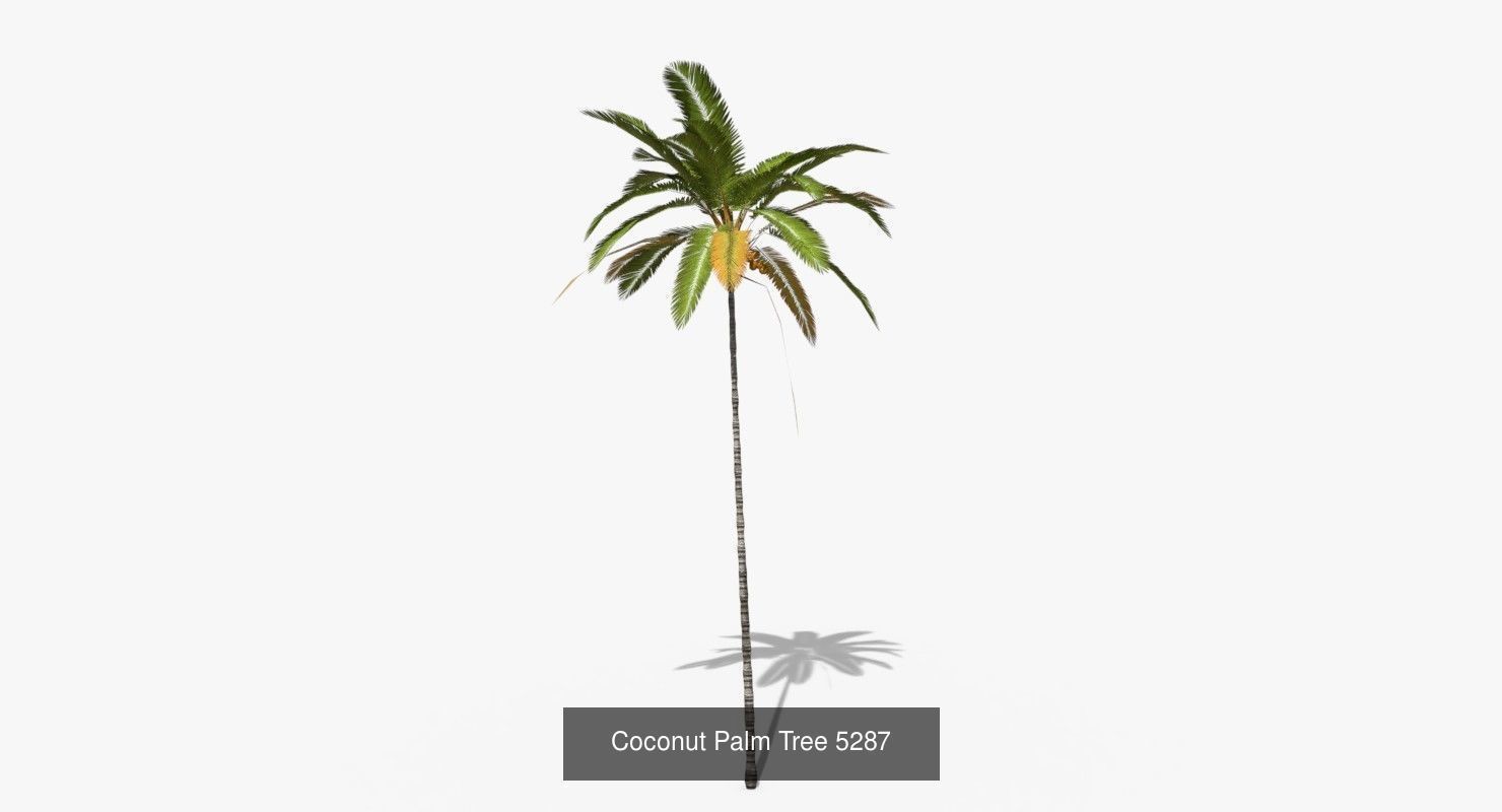 Coconut Palm Trees Asset 2 3D Model Collection_40