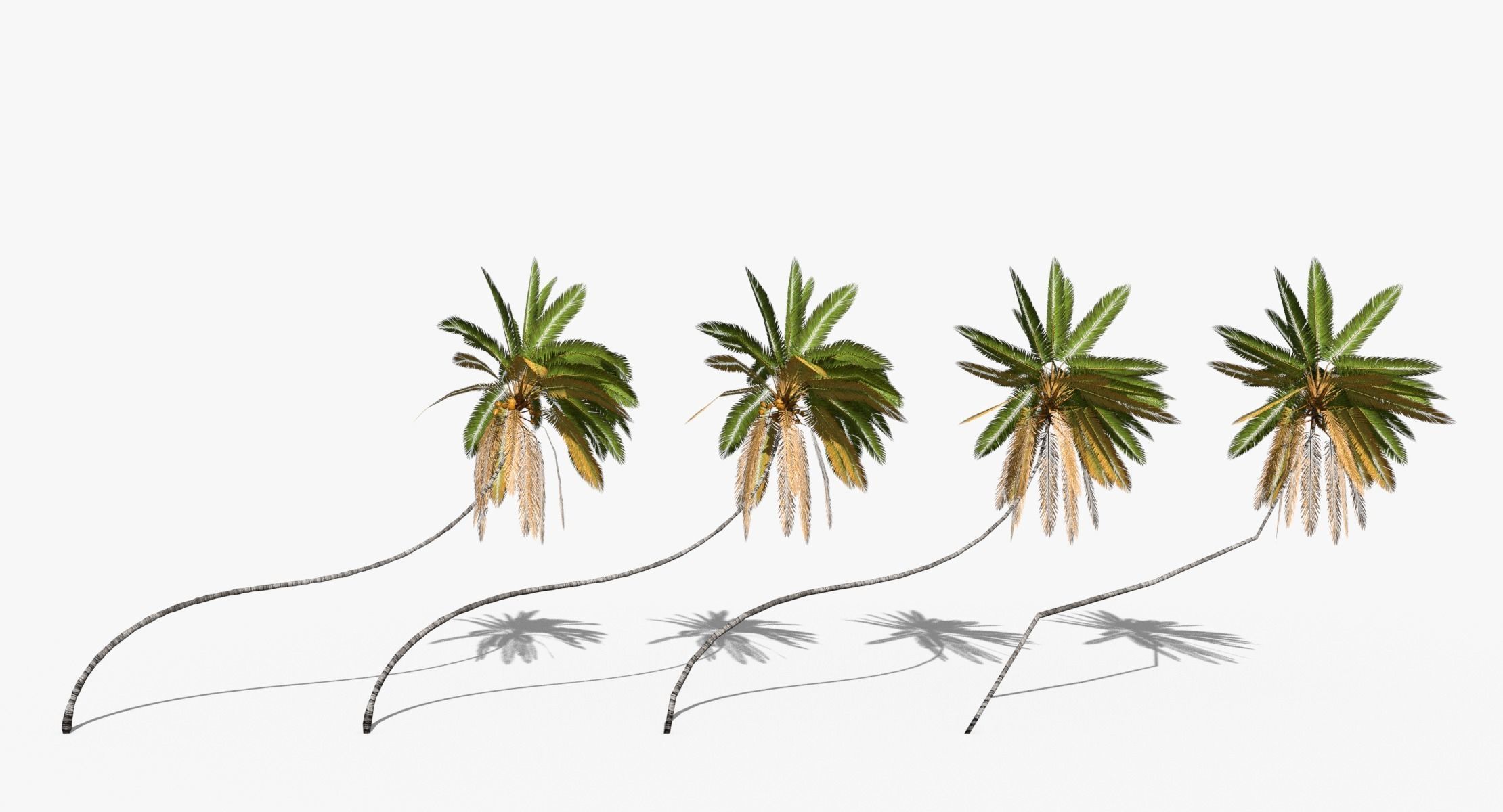 Coconut Palm Trees Asset 2 3D Model Collection_17