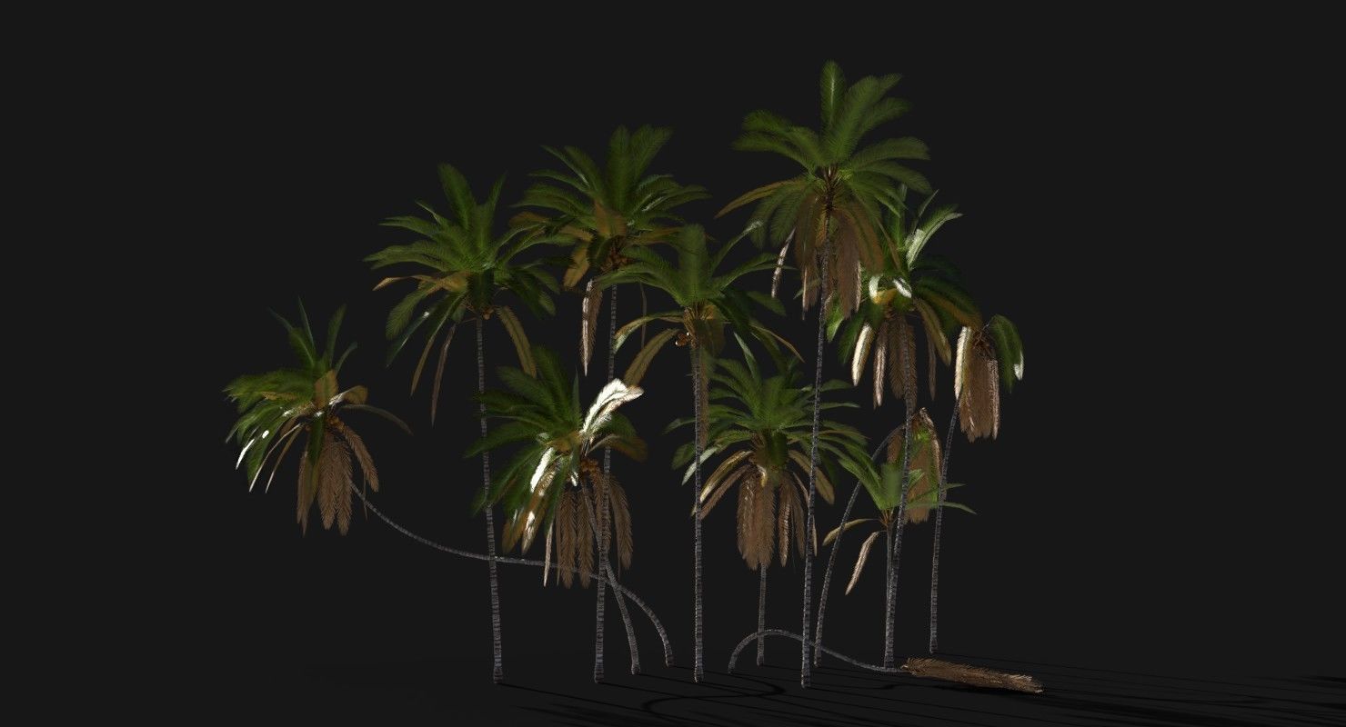 Coconut Palm Trees Asset 2 3D Model Collection_9