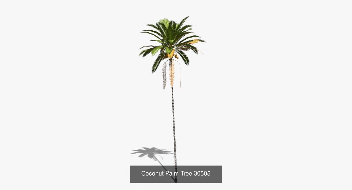 Coconut Palm Trees Asset 2 3D Model Collection_37