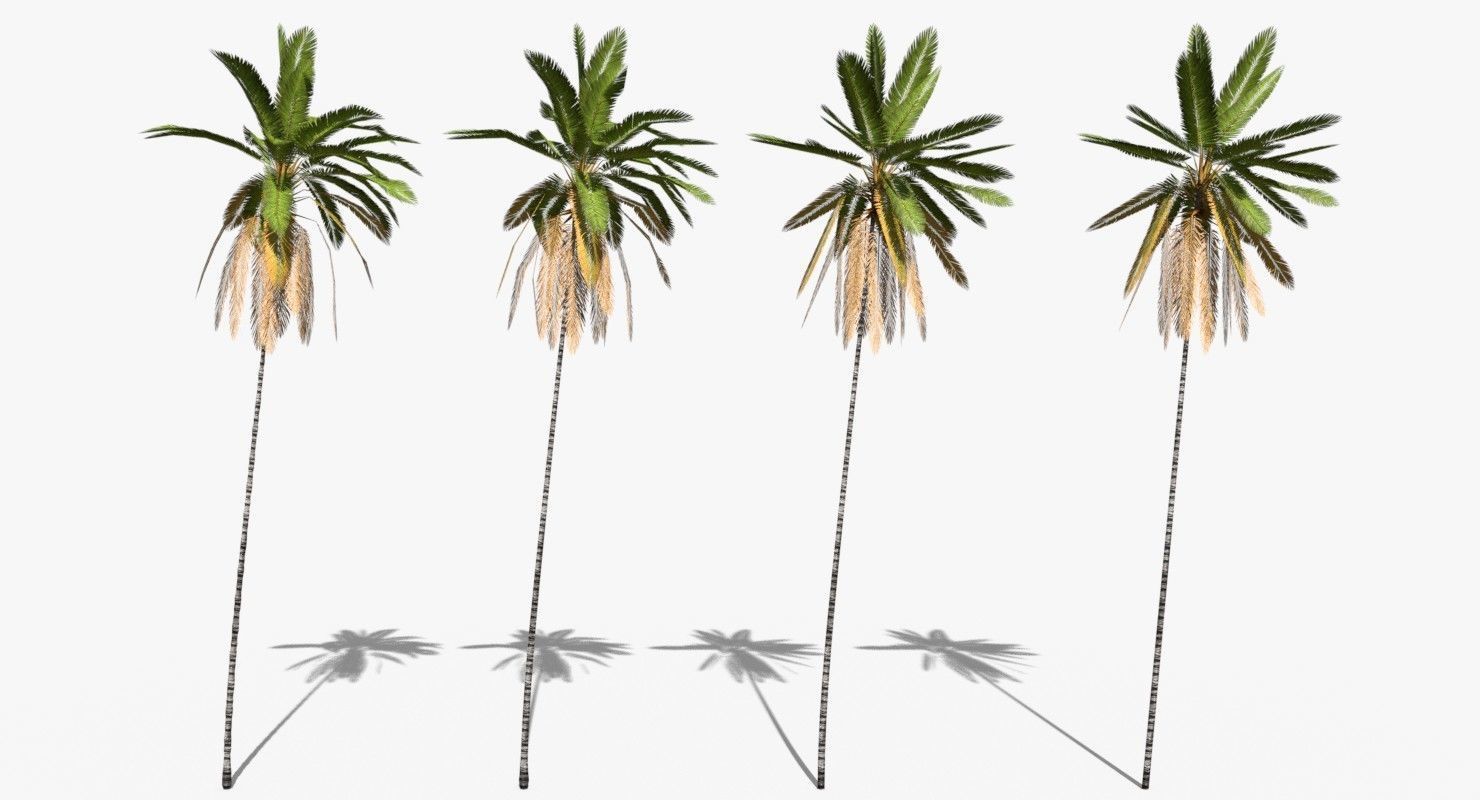 Coconut Palm Trees Asset 2 3D Model Collection_23