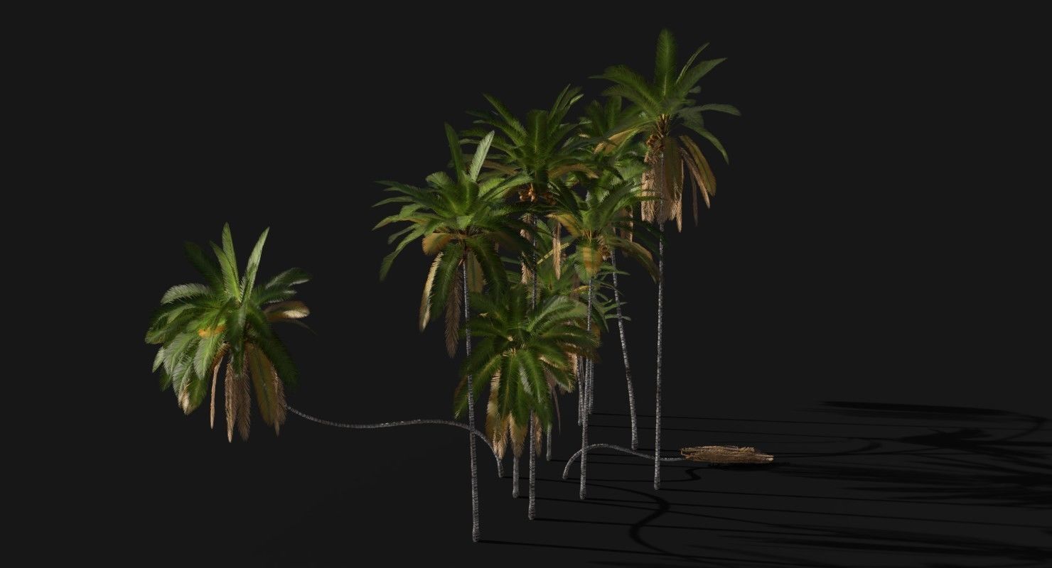 Coconut Palm Trees Asset 2 3D Model Collection_3