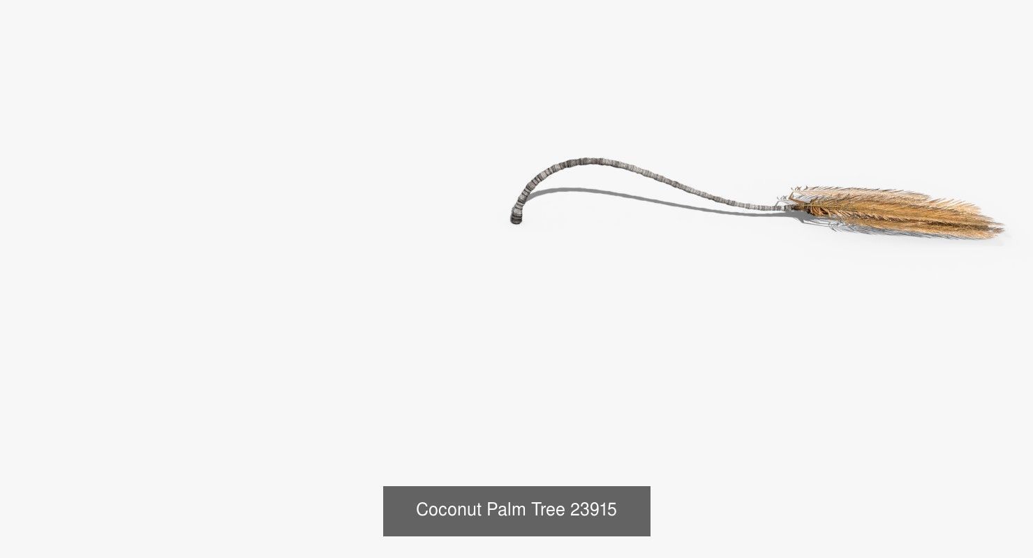 Coconut Palm Trees Asset 2 3D Model Collection_34