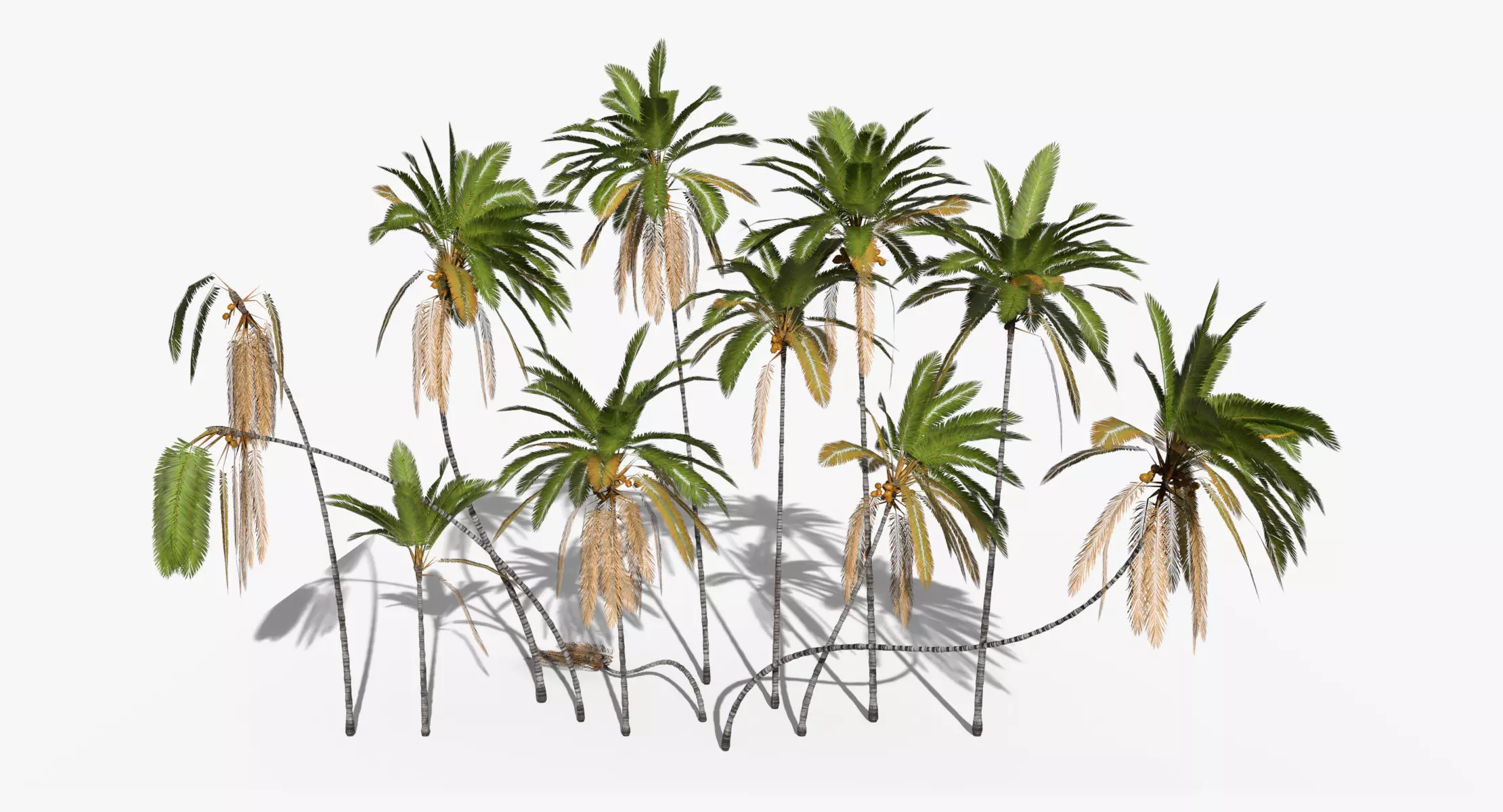 Coconut Palm Trees Asset 2 3D Model Collection_0