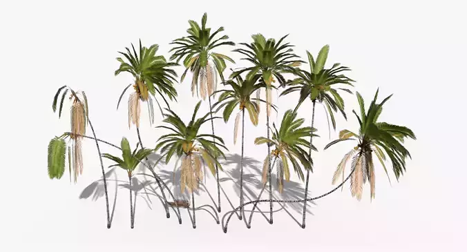 Coconut Palm Trees Asset 2 3D Model Collection