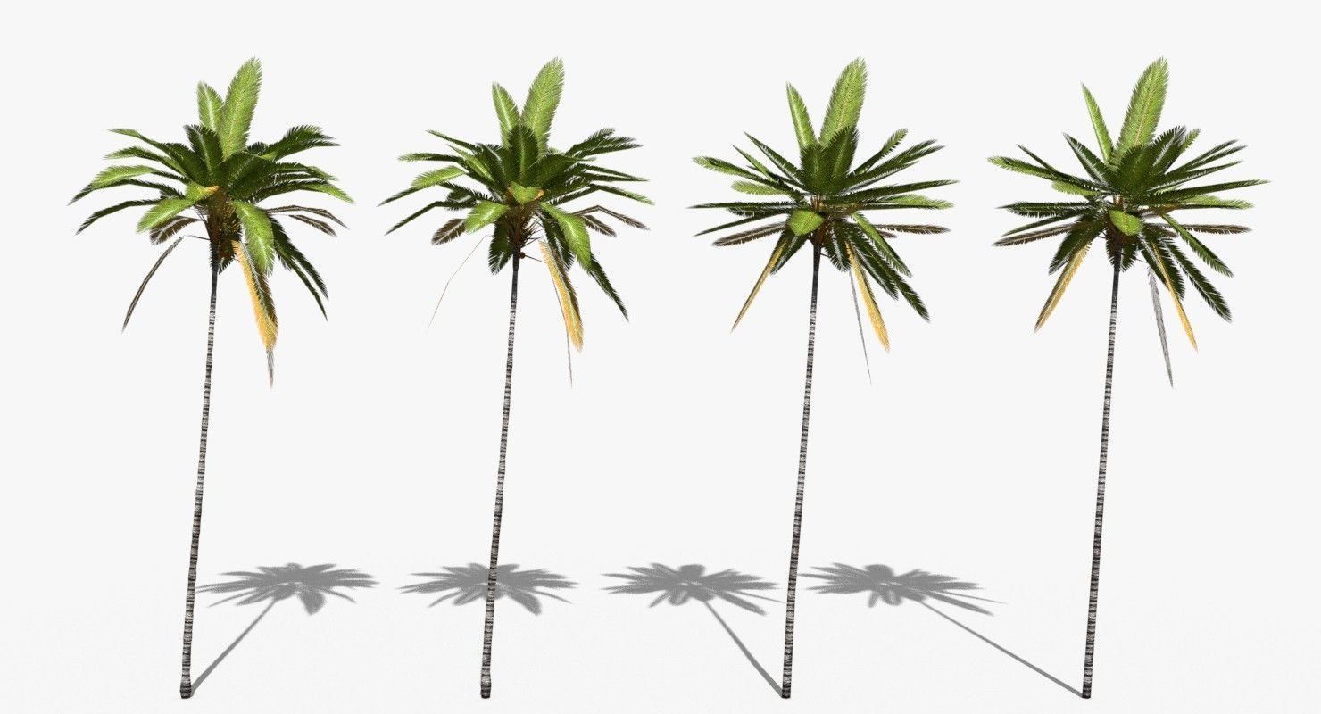 Coconut Palm Trees Asset 2 3D Model Collection_29