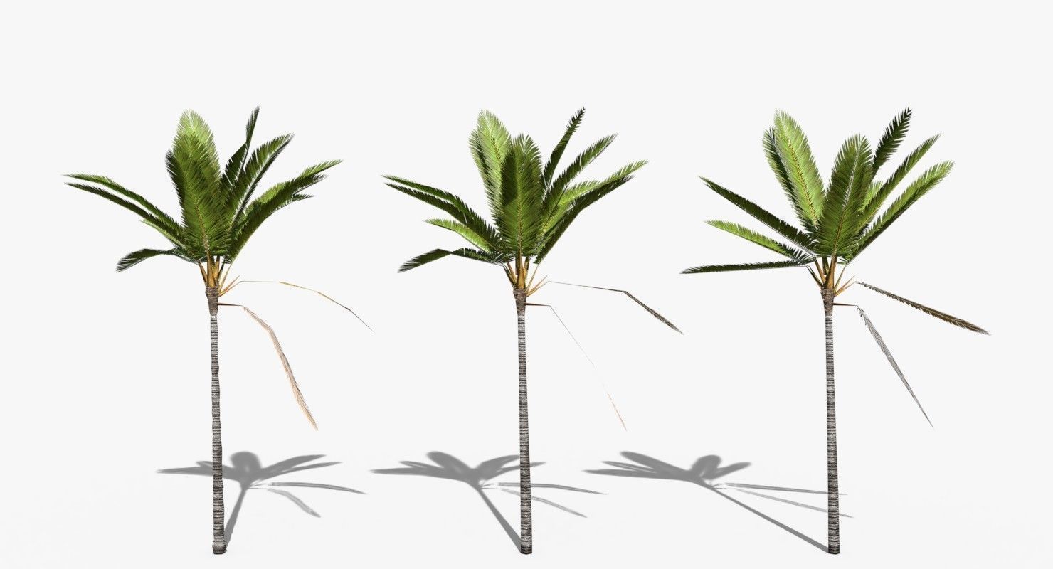 Coconut Palm Trees Asset 2 3D Model Collection_26