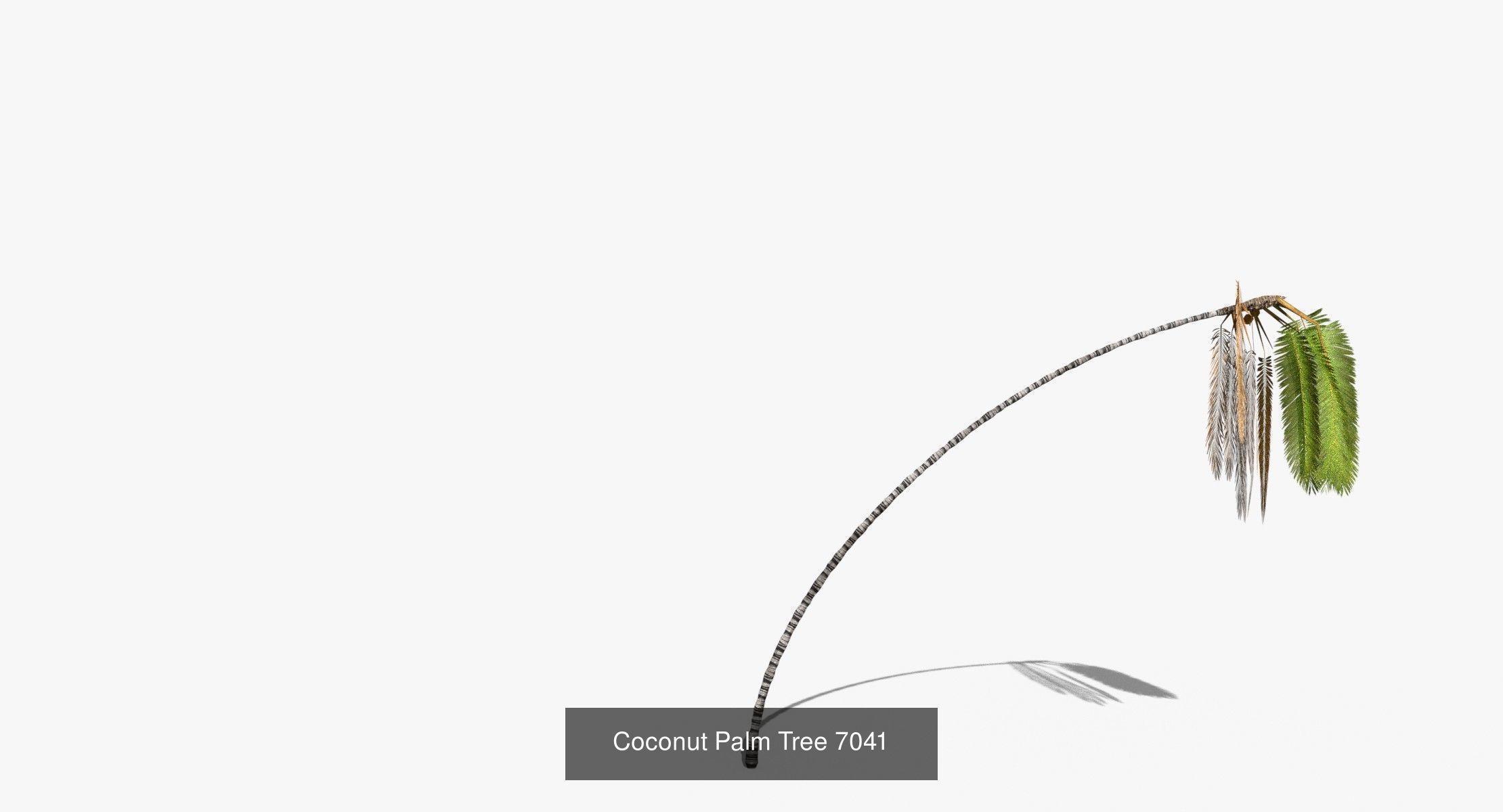 Coconut Palm Trees Asset 2 3D Model Collection_46