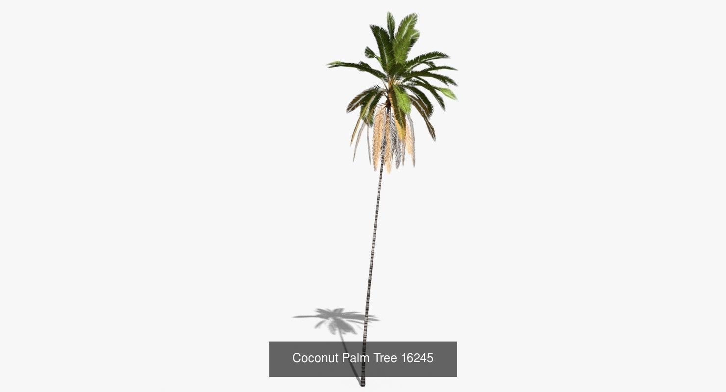 Coconut Palm Trees Asset 2 3D Model Collection_22