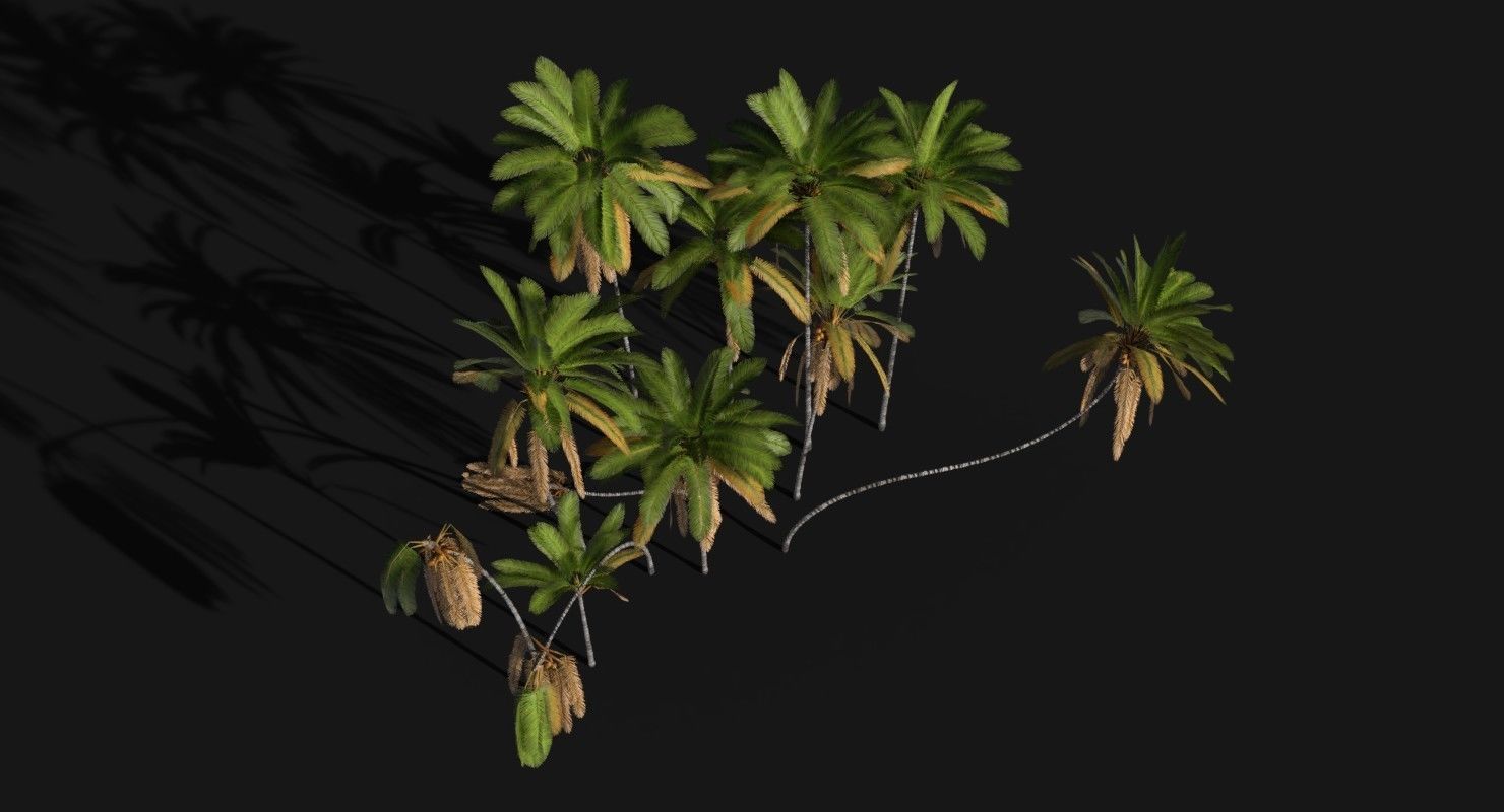 Coconut Palm Trees Asset 2 3D Model Collection_11