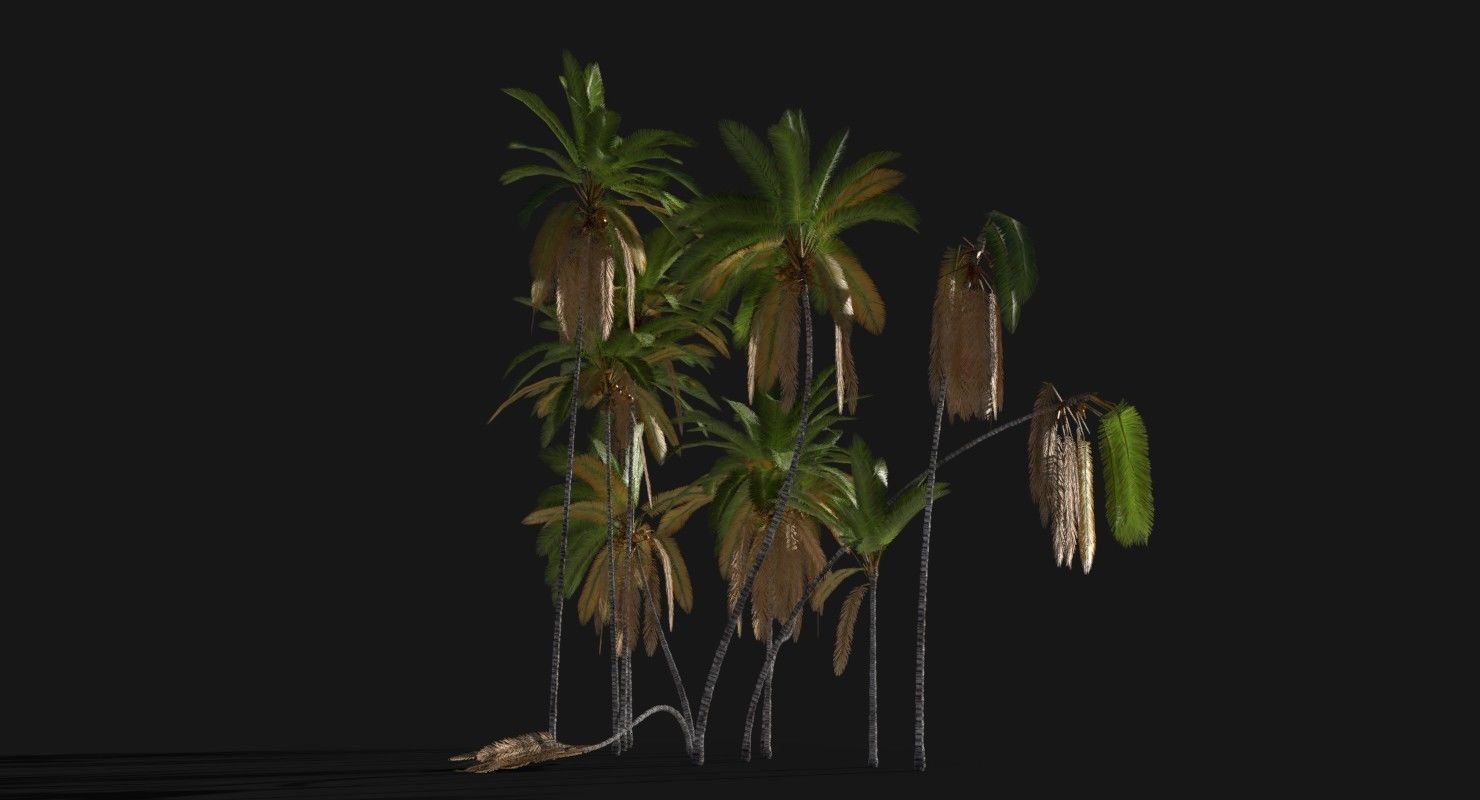 Coconut Palm Trees Asset 2 3D Model Collection_5
