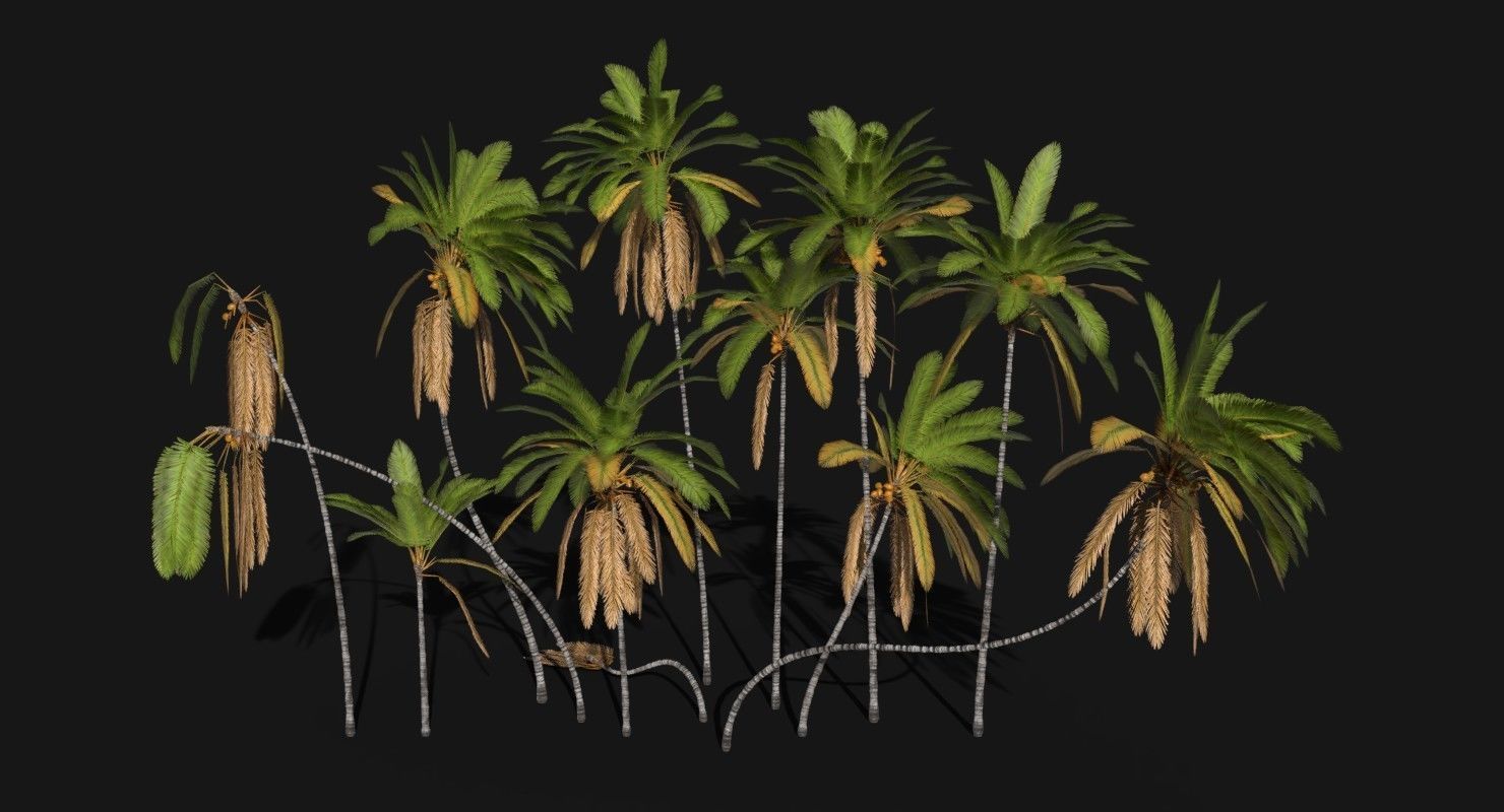 Coconut Palm Trees Asset 2 3D Model Collection_1