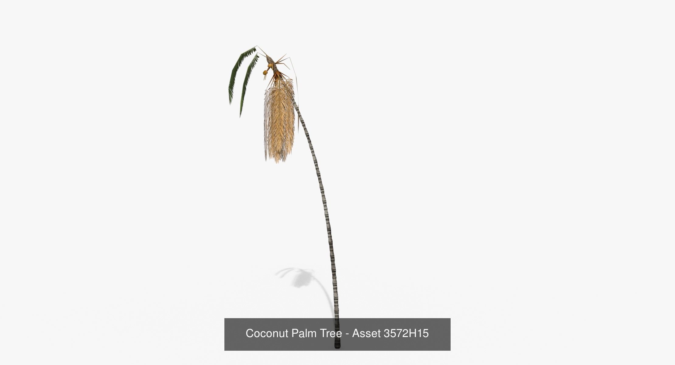 Coconut Palm Trees Asset 2 3D Model Collection_13