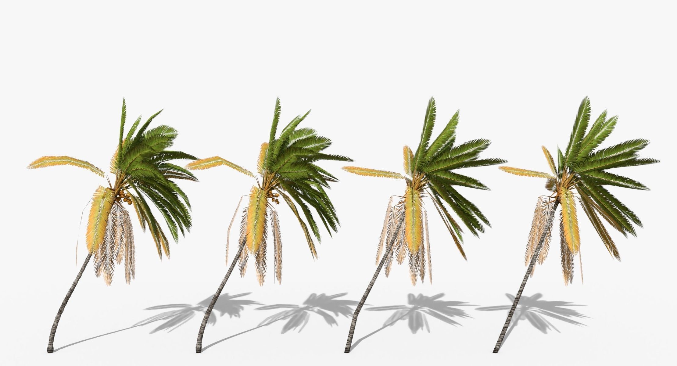 Coconut Palm Trees Asset 2 3D Model Collection_44