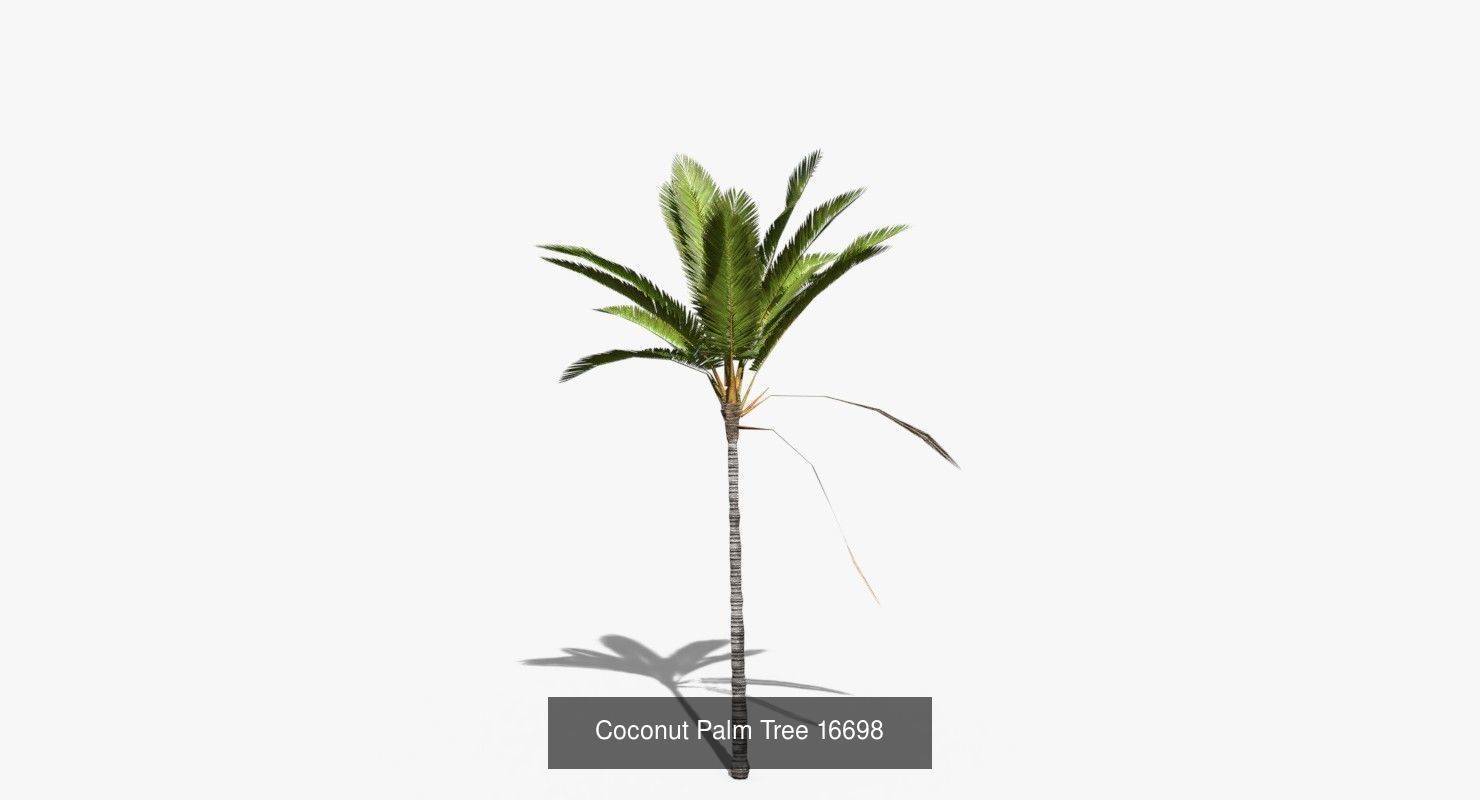 Coconut Palm Trees Asset 2 3D Model Collection_25