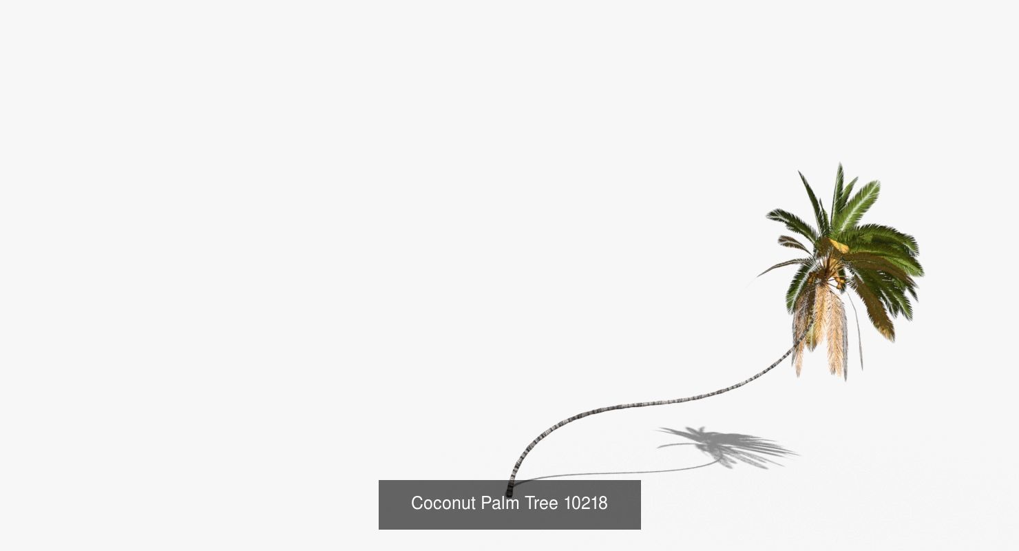 Coconut Palm Trees Asset 2 3D Model Collection_16