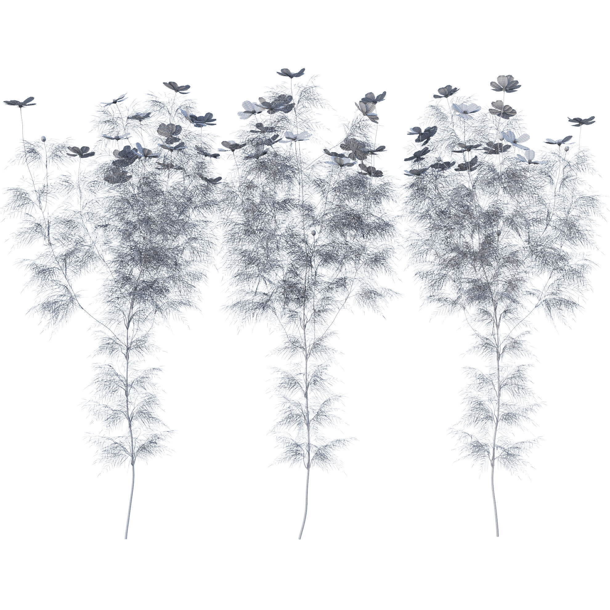 Cosmos flower 3D model_17