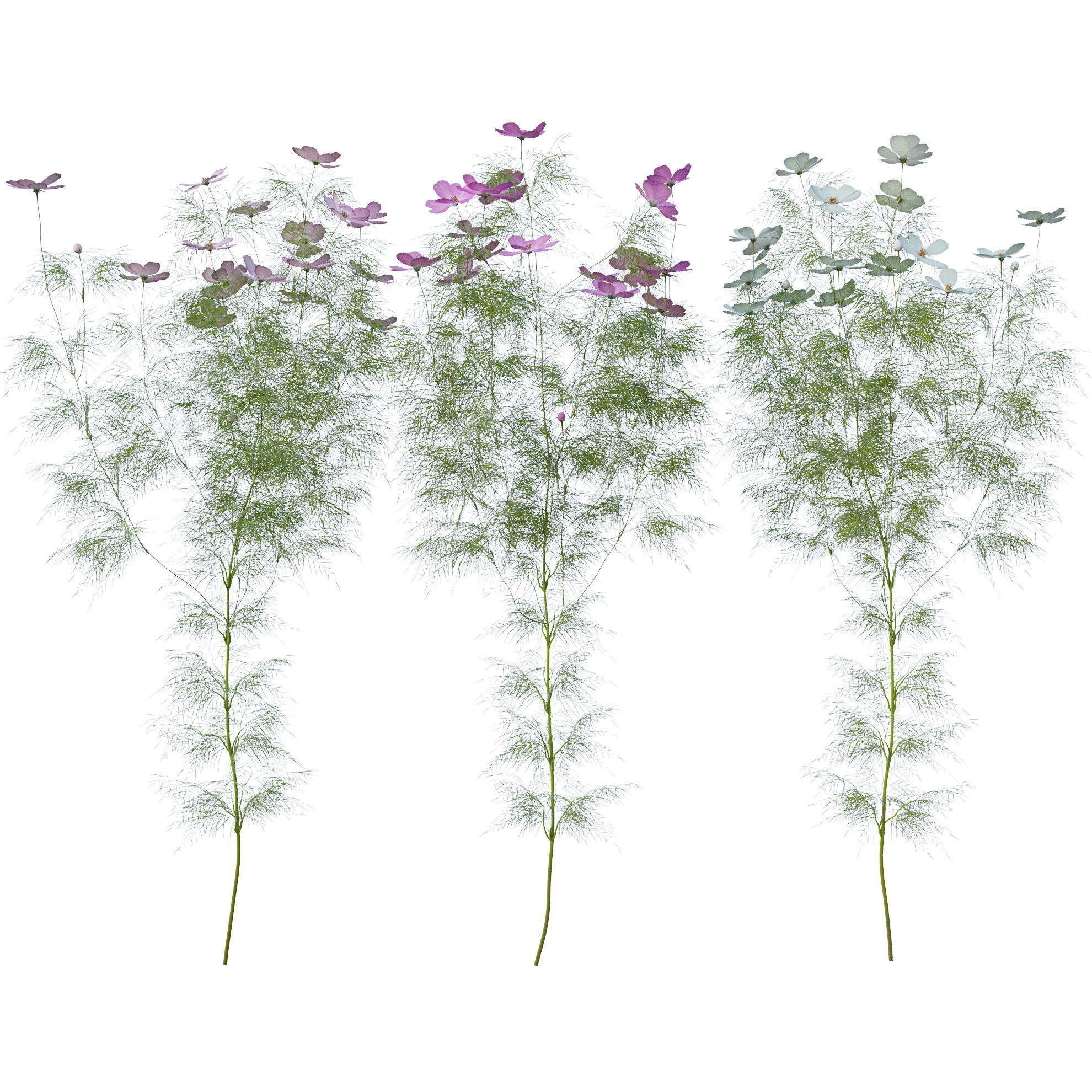 Cosmos flower 3D model_10