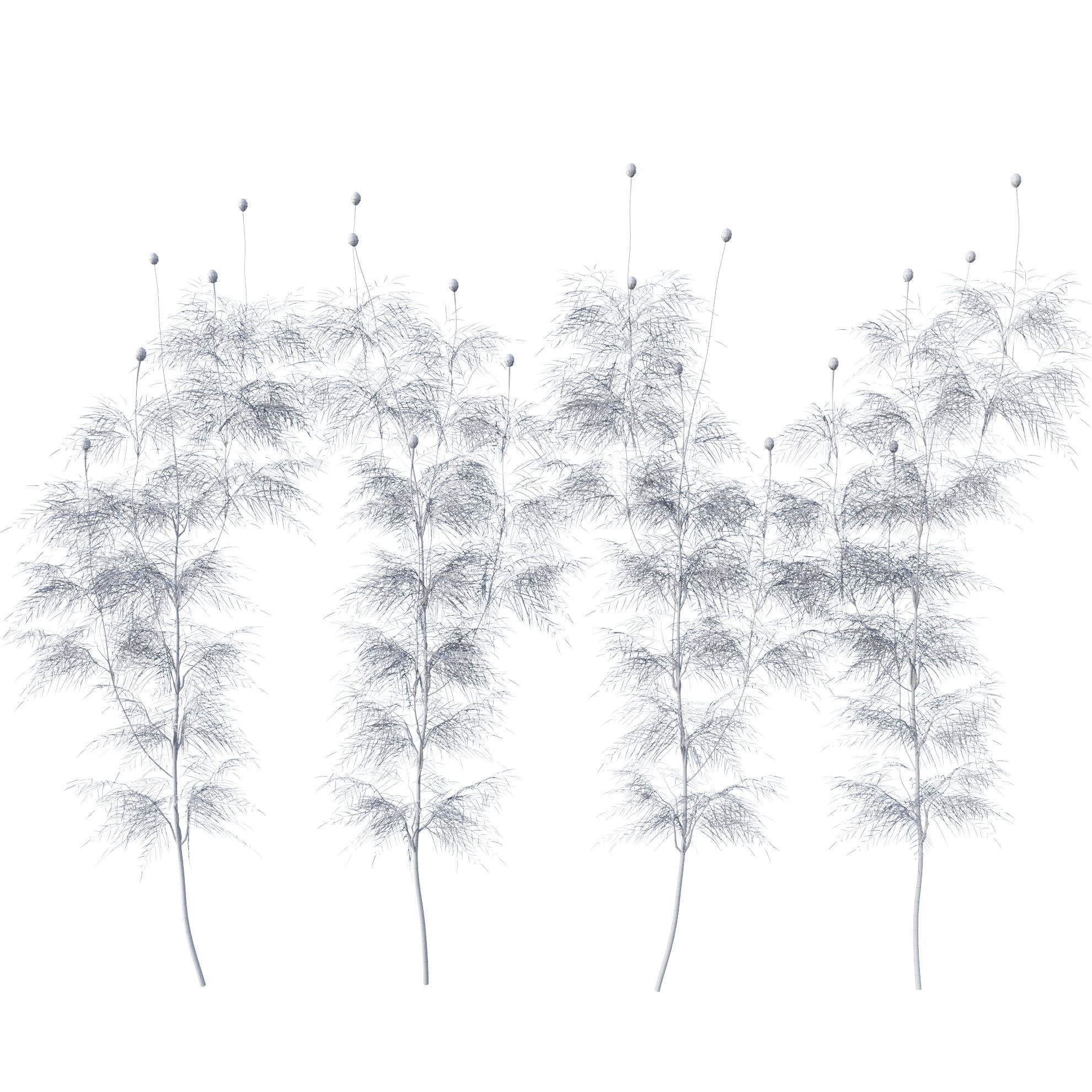 Cosmos flower 3D model_20