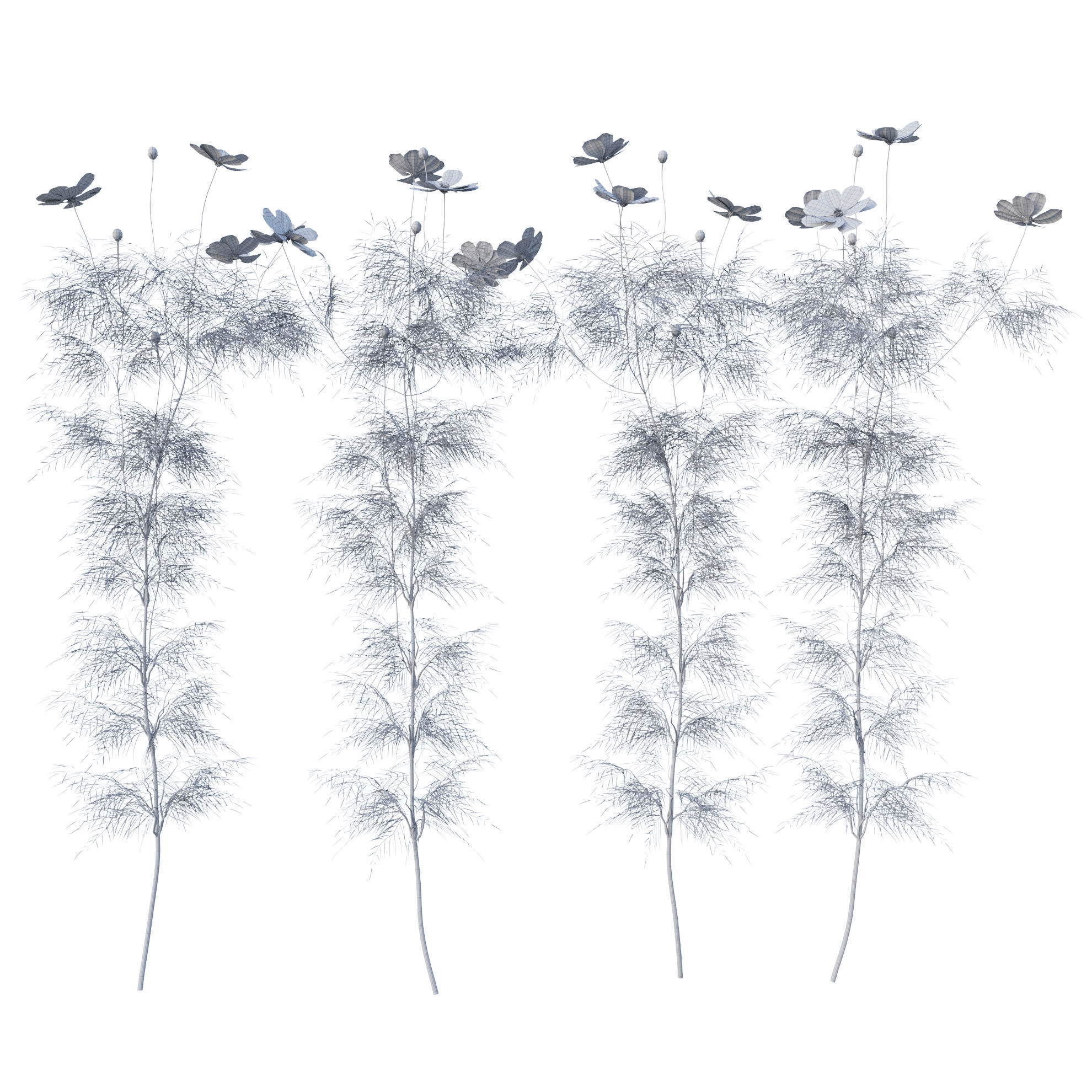 Cosmos flower 3D model_18