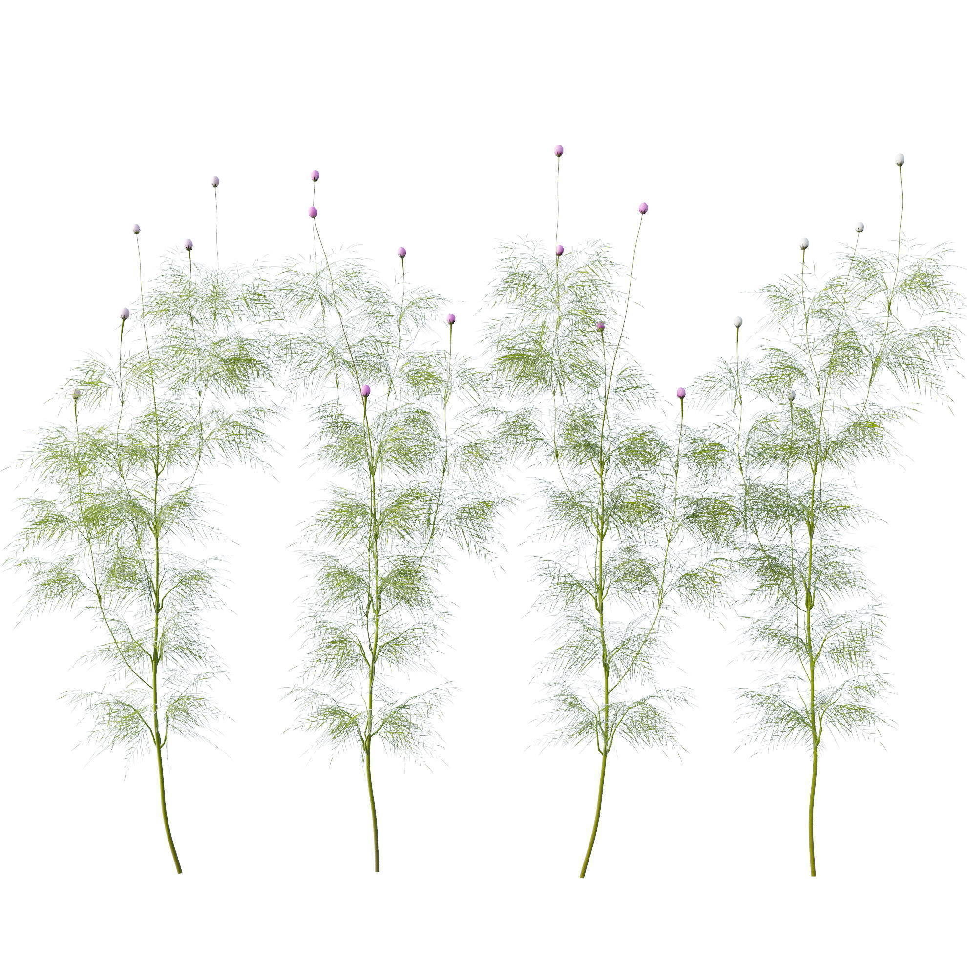 Cosmos flower 3D model_14