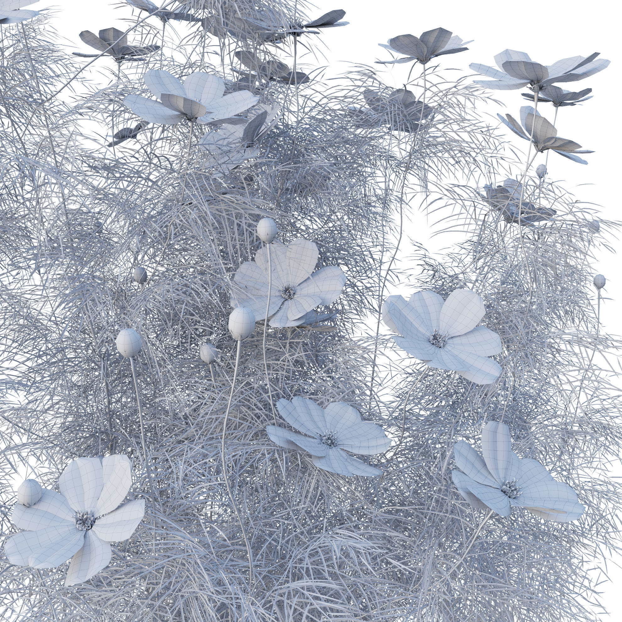 Cosmos flower 3D model_16