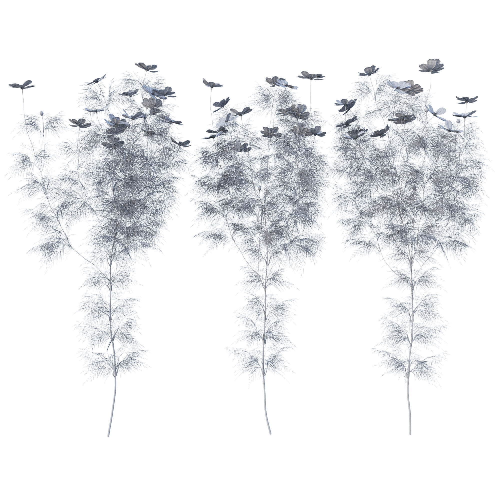 Cosmos flower 3D model_23