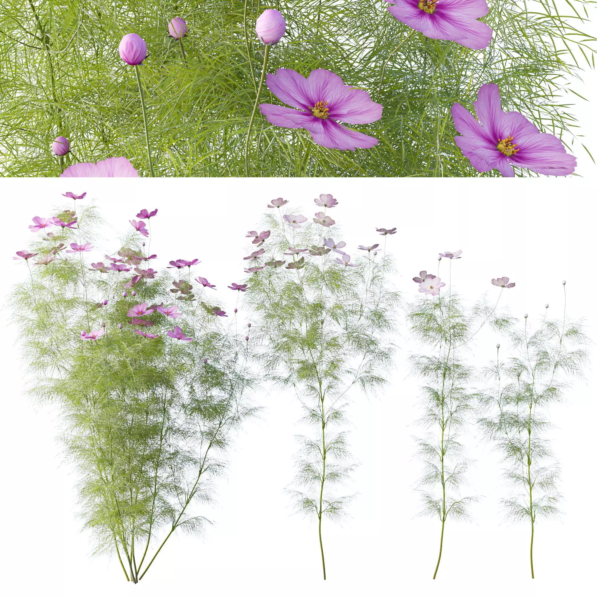 Cosmos flower 3D model_0