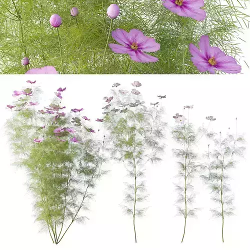 Cosmos flower 3D model Cosmos flower 3D model