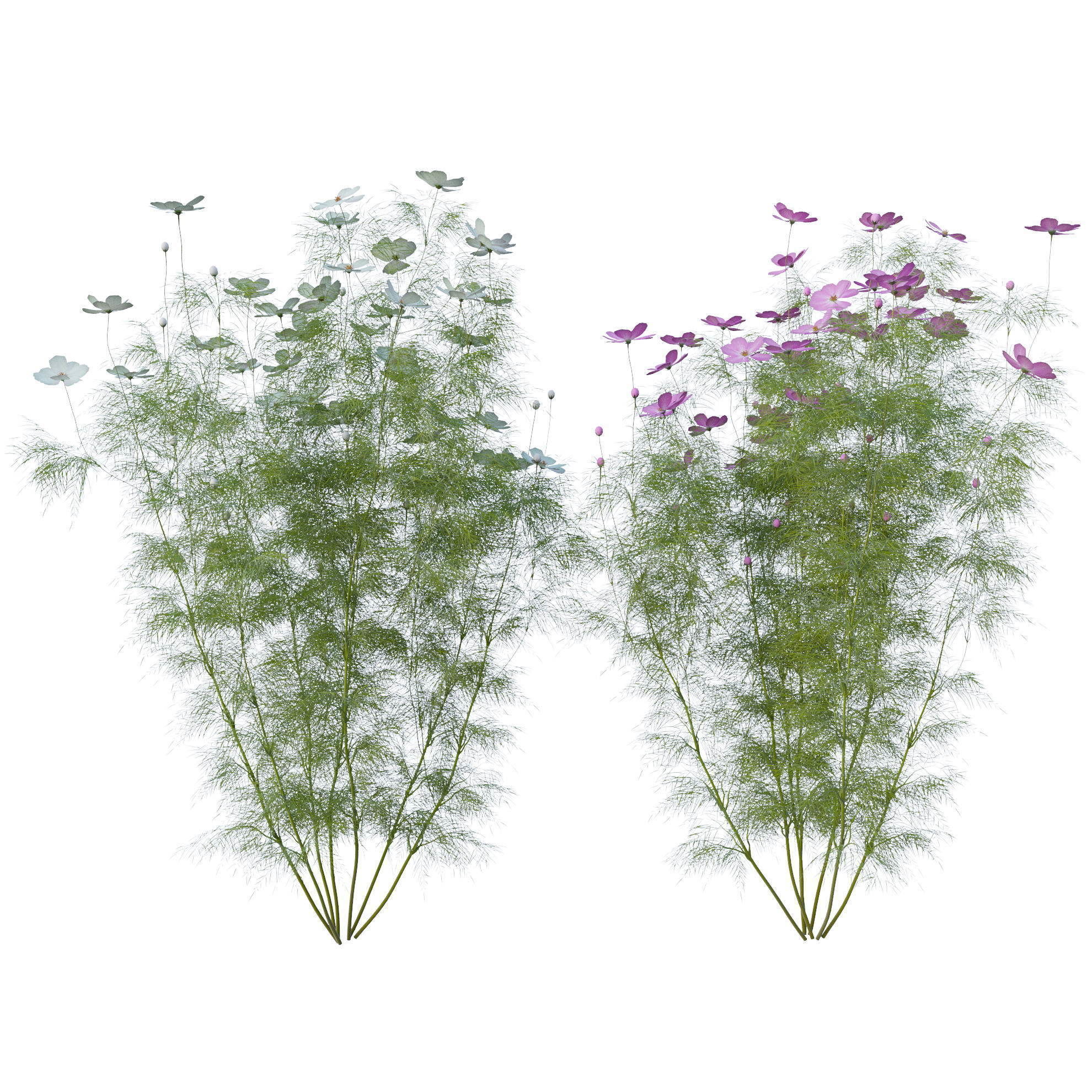 Cosmos flower 3D model_9