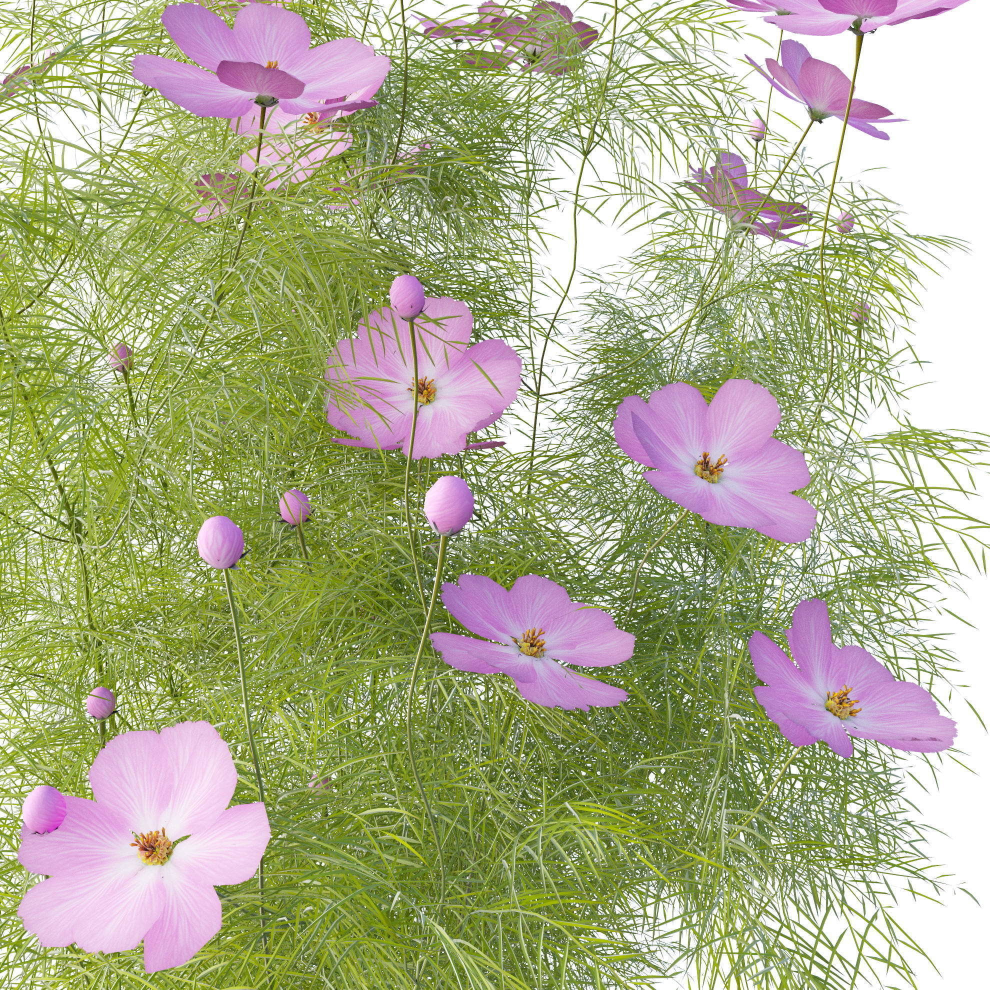 Cosmos flower 3D model_4