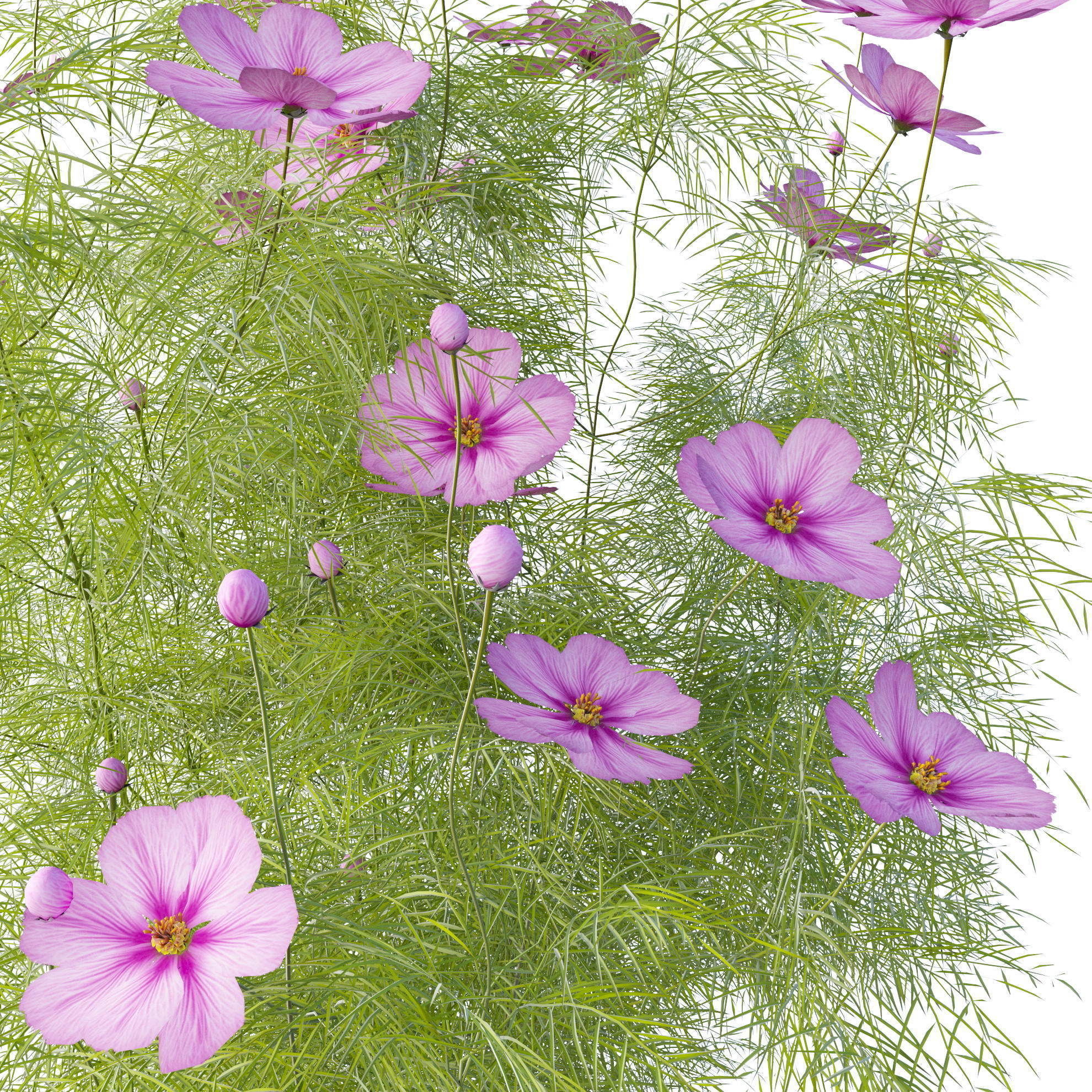Cosmos flower 3D model_2